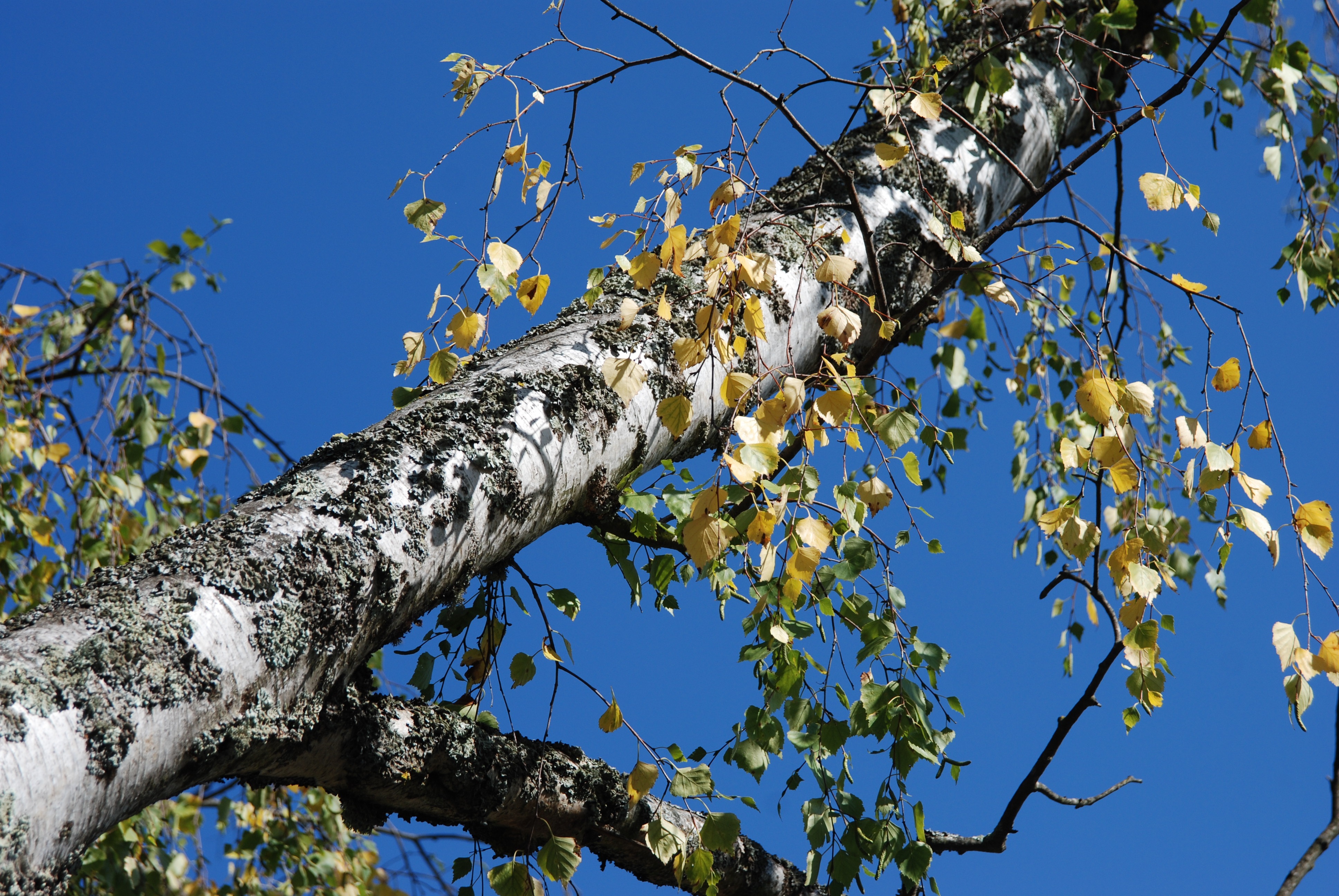 tree, nature, forest, trees, plant, low angle view, branch