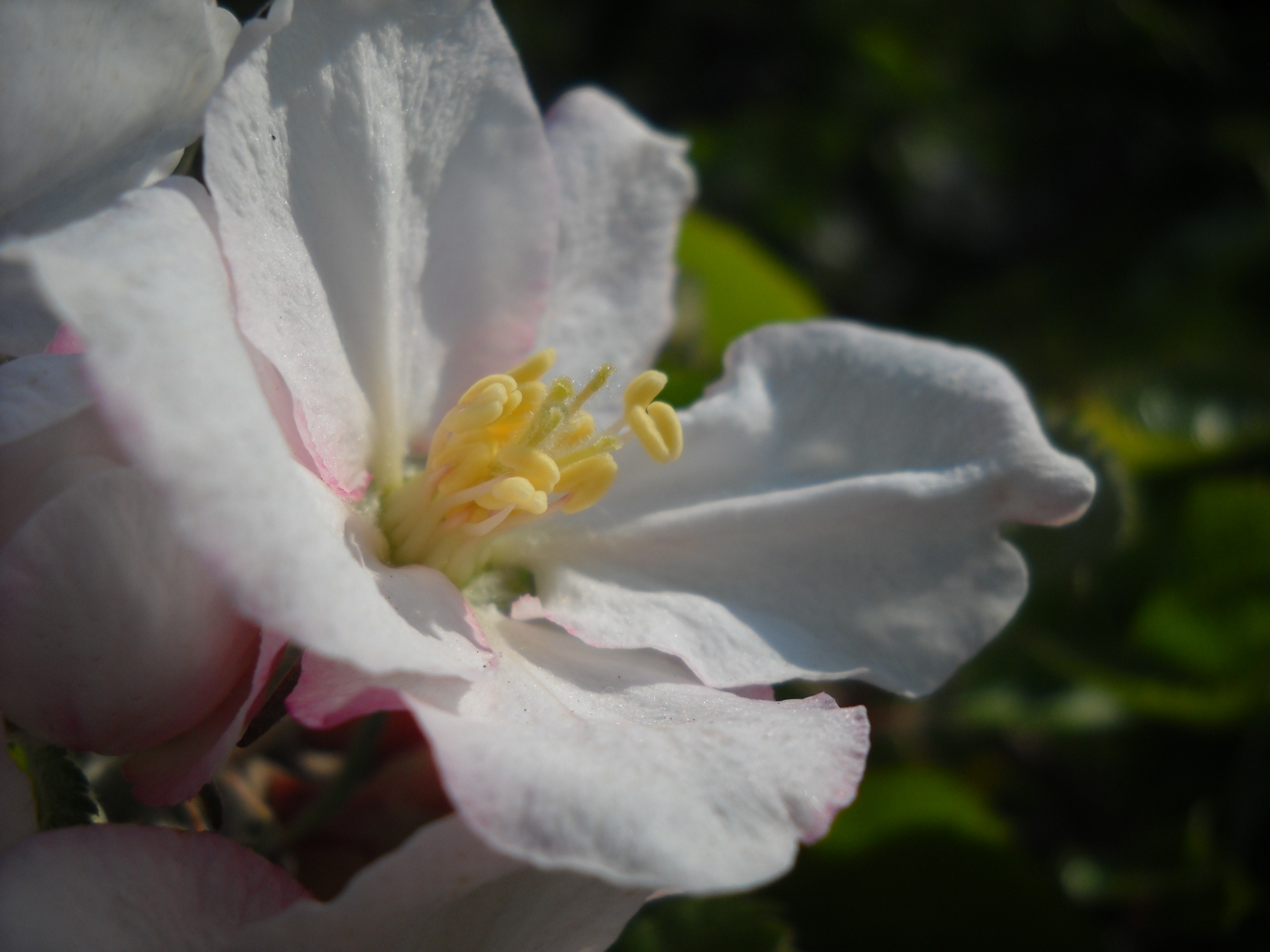 apple blossom, close, spring, apple tree, apple tree blossom