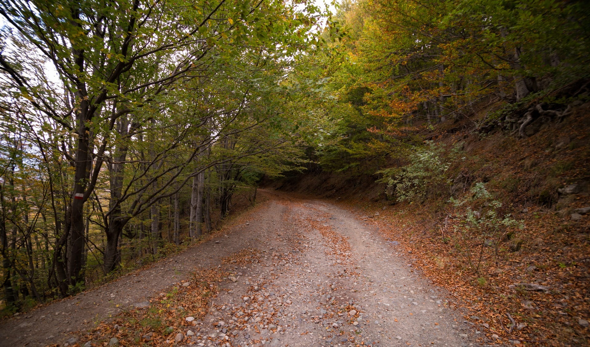 road, path, green, grass, trees, plant, forest, leaf, fall