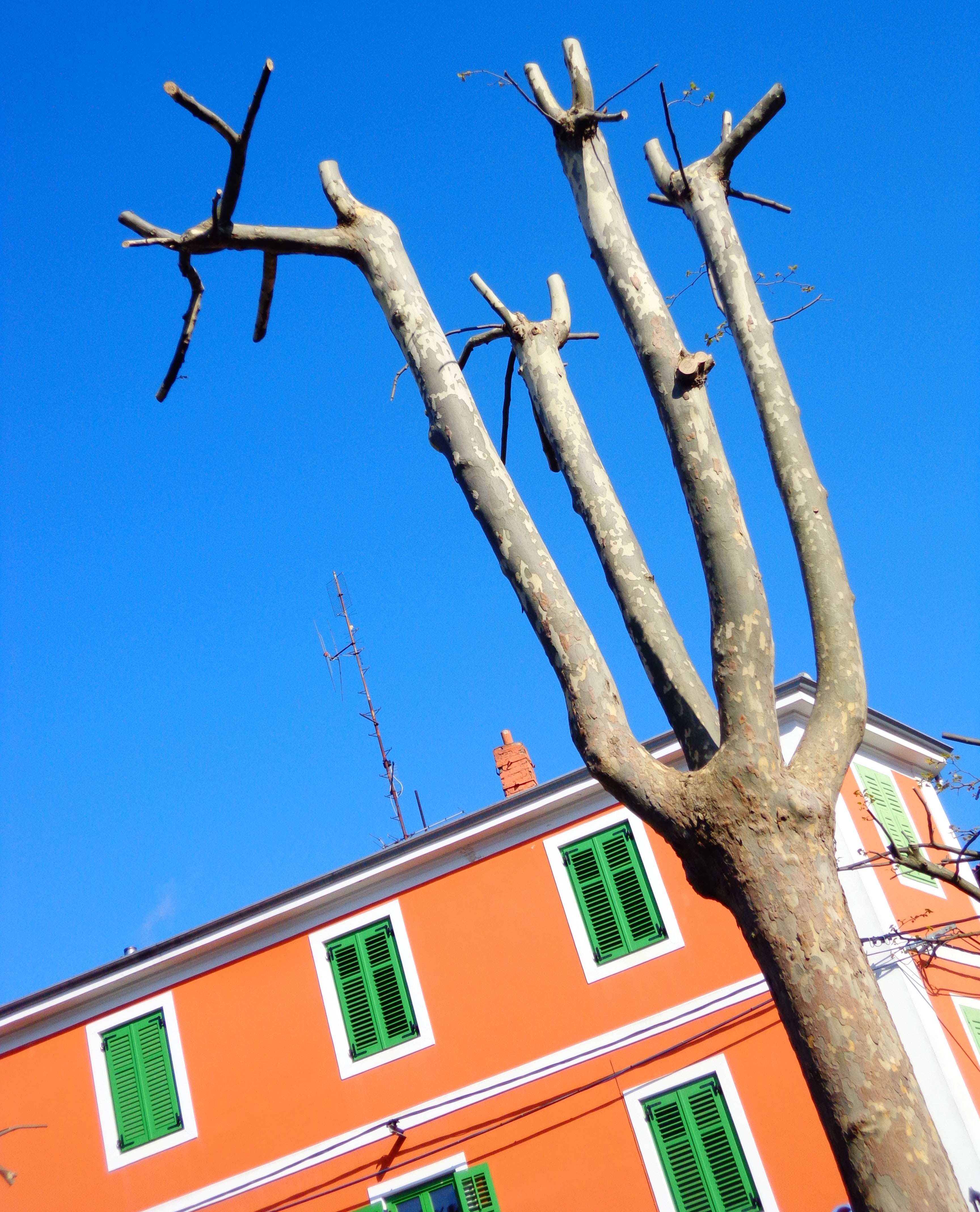 tree, spring, sky, branches, trunk, house, color, colorful