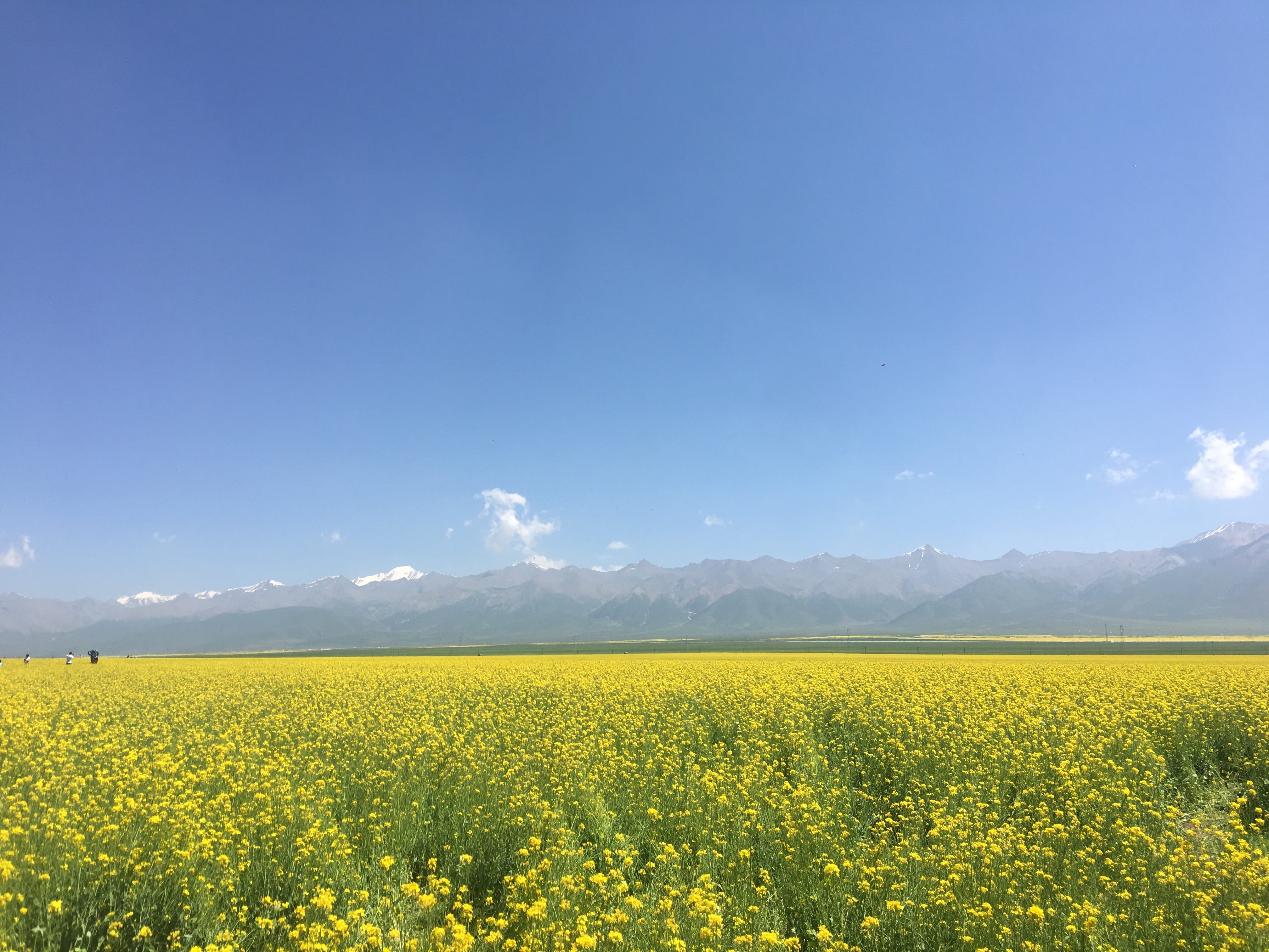 source, rape, xuefeng, beauty in nature, yellow, landscape