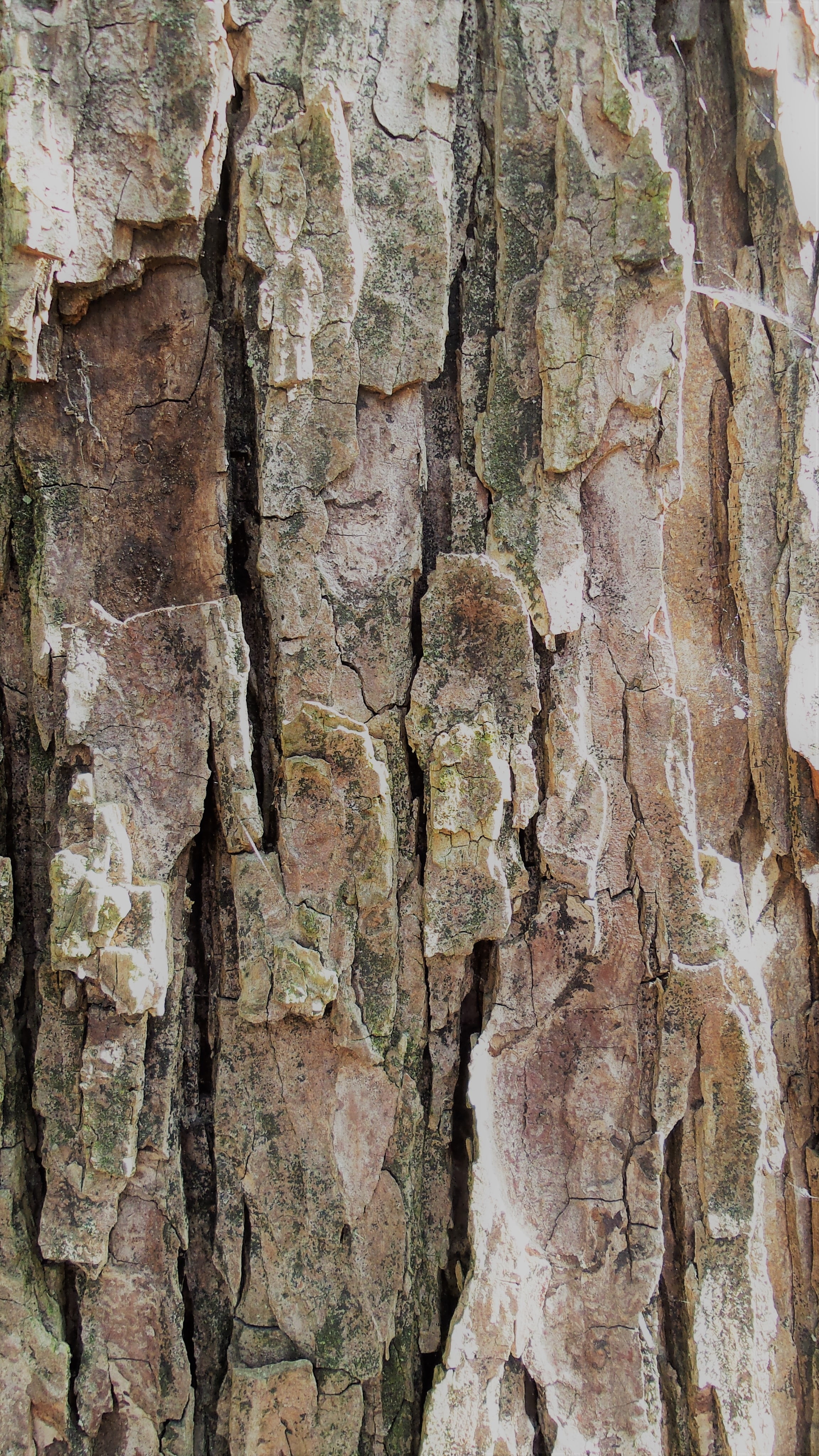 bark, tree, structure, nature, wood - Material, backgrounds