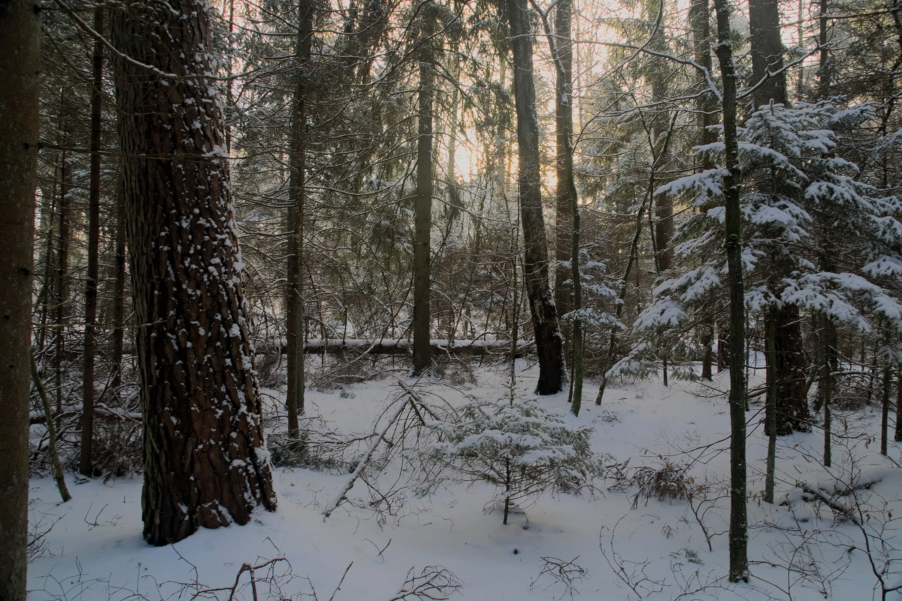 winter, snow, view, forest, tree, landscape, nature, white