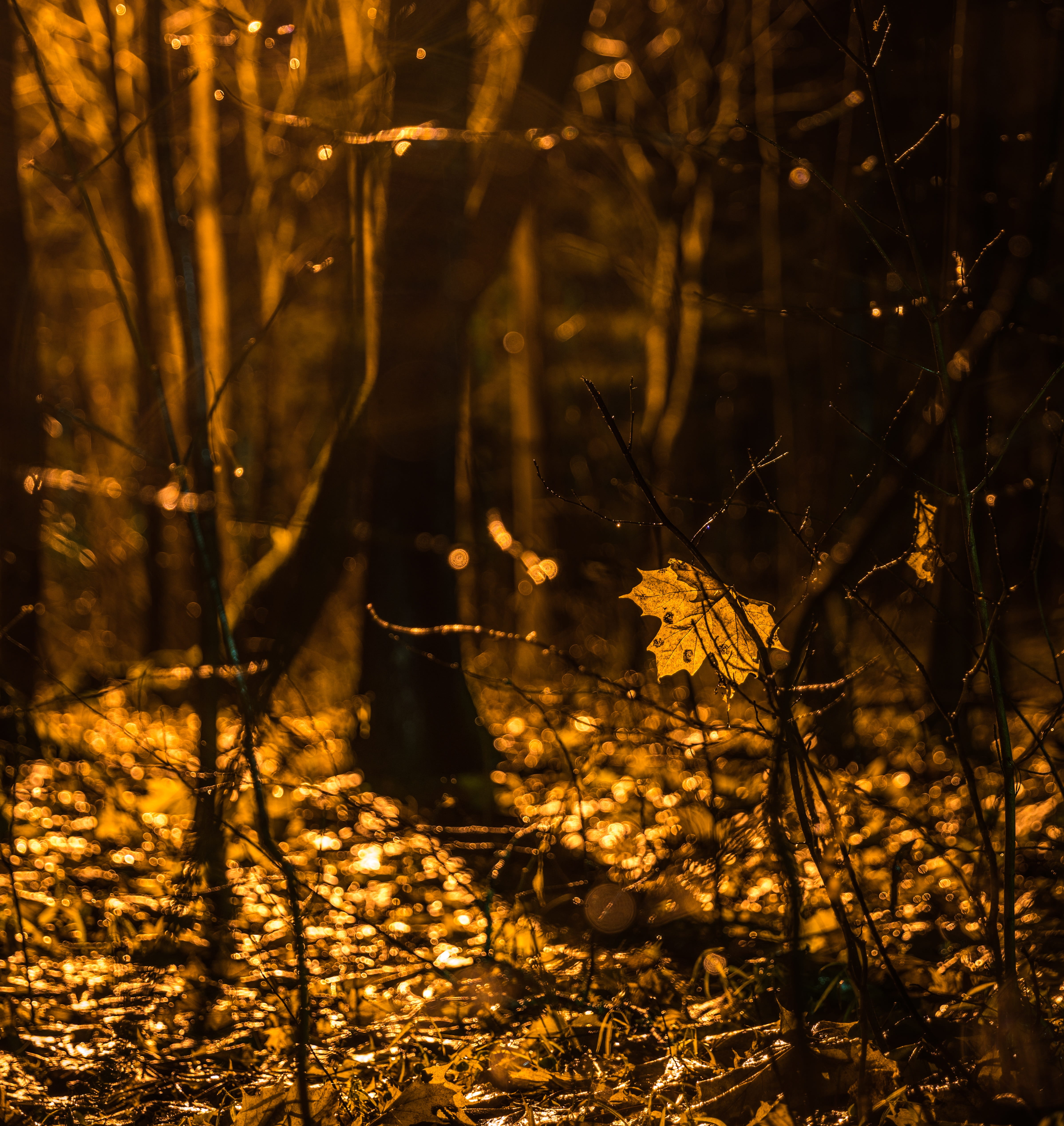 sheet, maple, maple leaf, night, park, forest, tree, plant