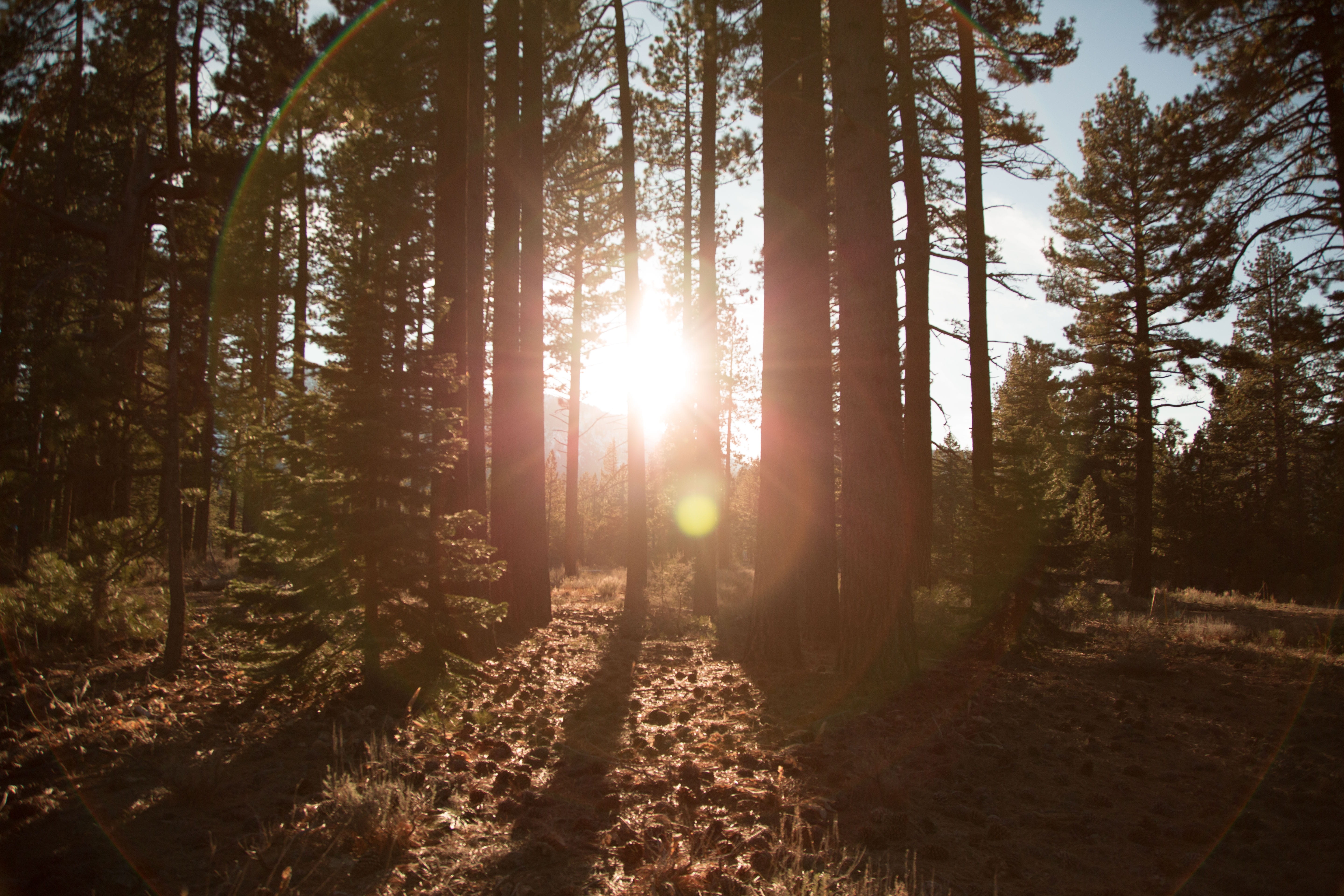 sunlight, sun rays, trees, forest, woods, nature, outdoors