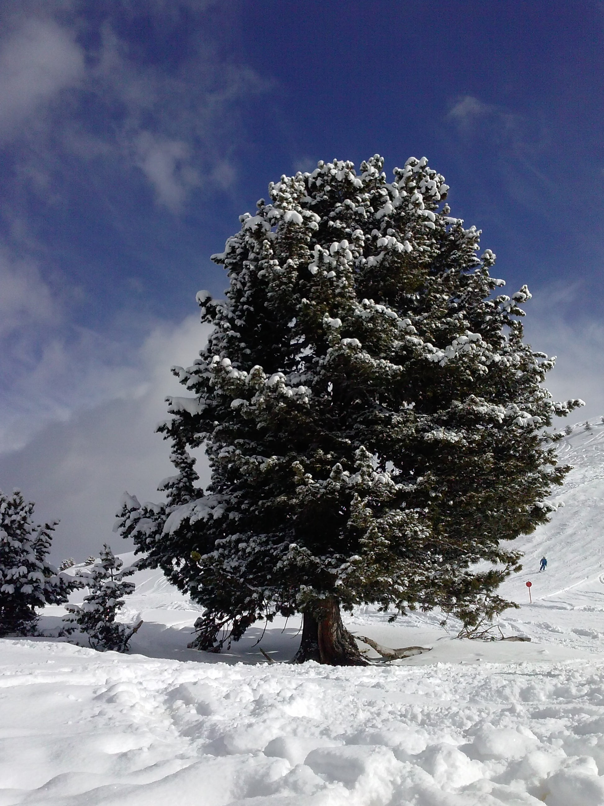 winter, snow, tree, cold, nature, forest, cold - Temperature