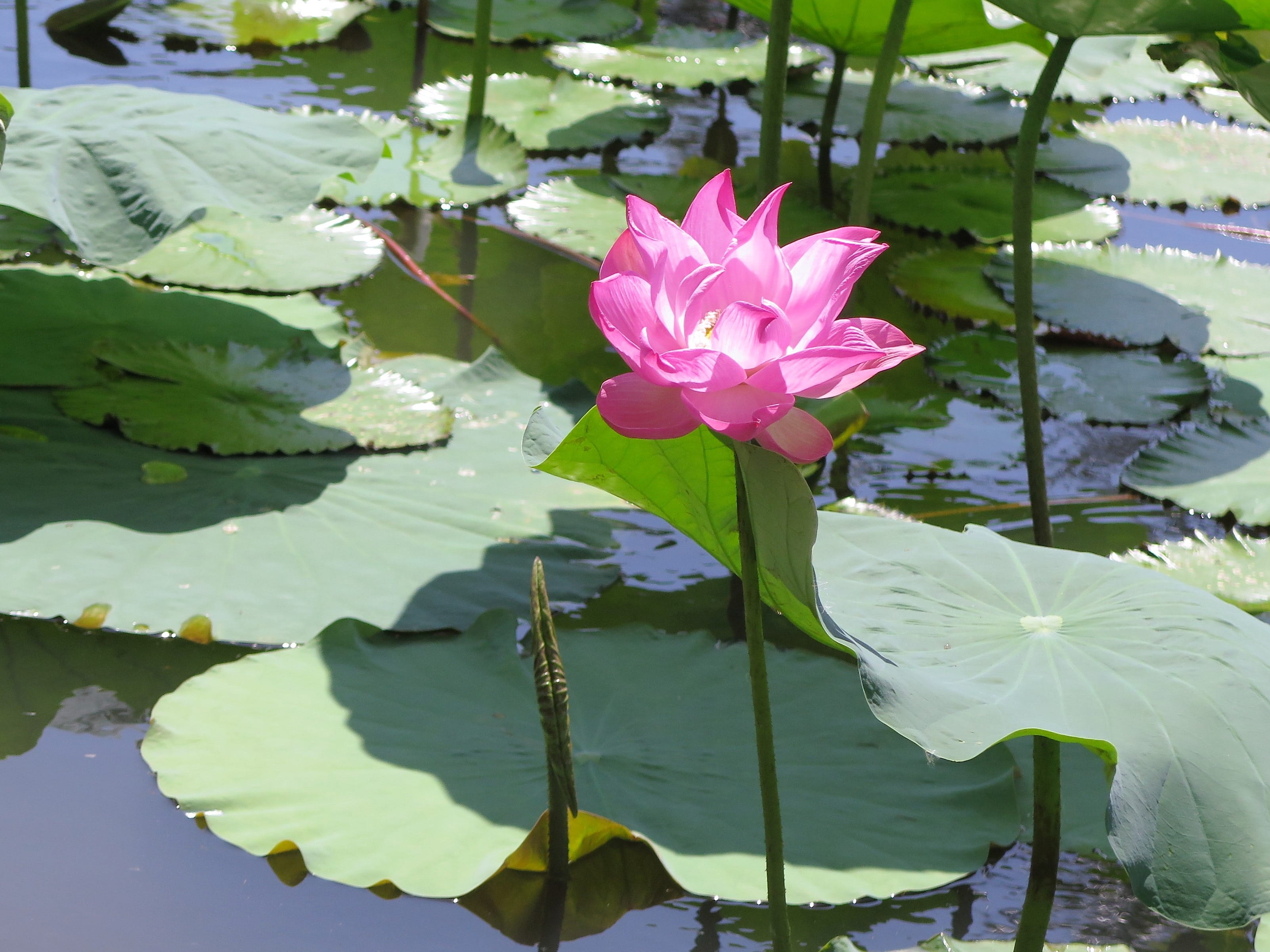 Сцены с лотосами на воде. Лотус Понд (Lotus Pond) .. Пруд с лотосами. Парк Южные культуры кувшинки. Лотос водоему Сумеры.