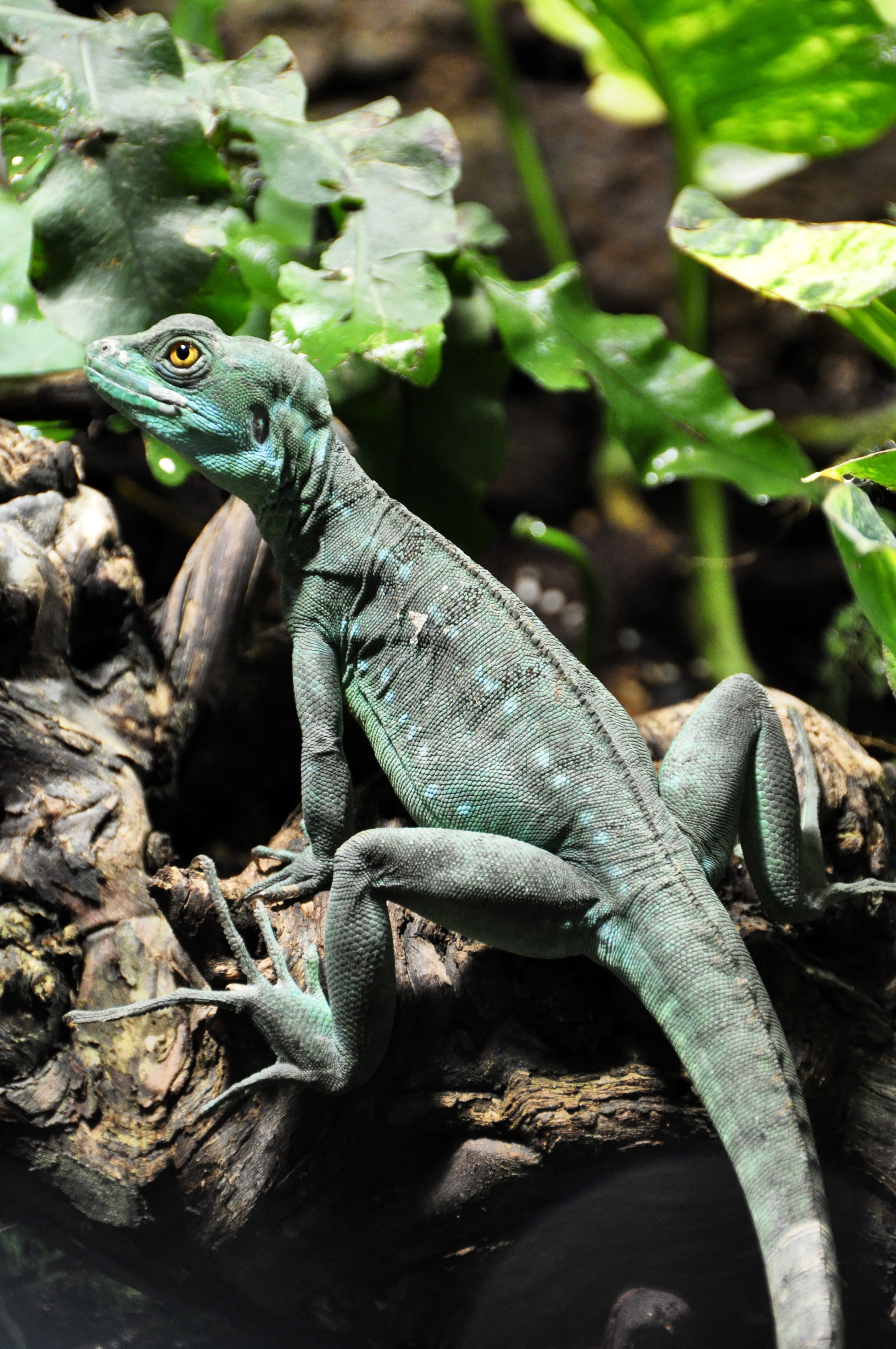 Frontal Lobe, Basilisk, Lizard, frontal lobe basilisk, spring thicket basilisk