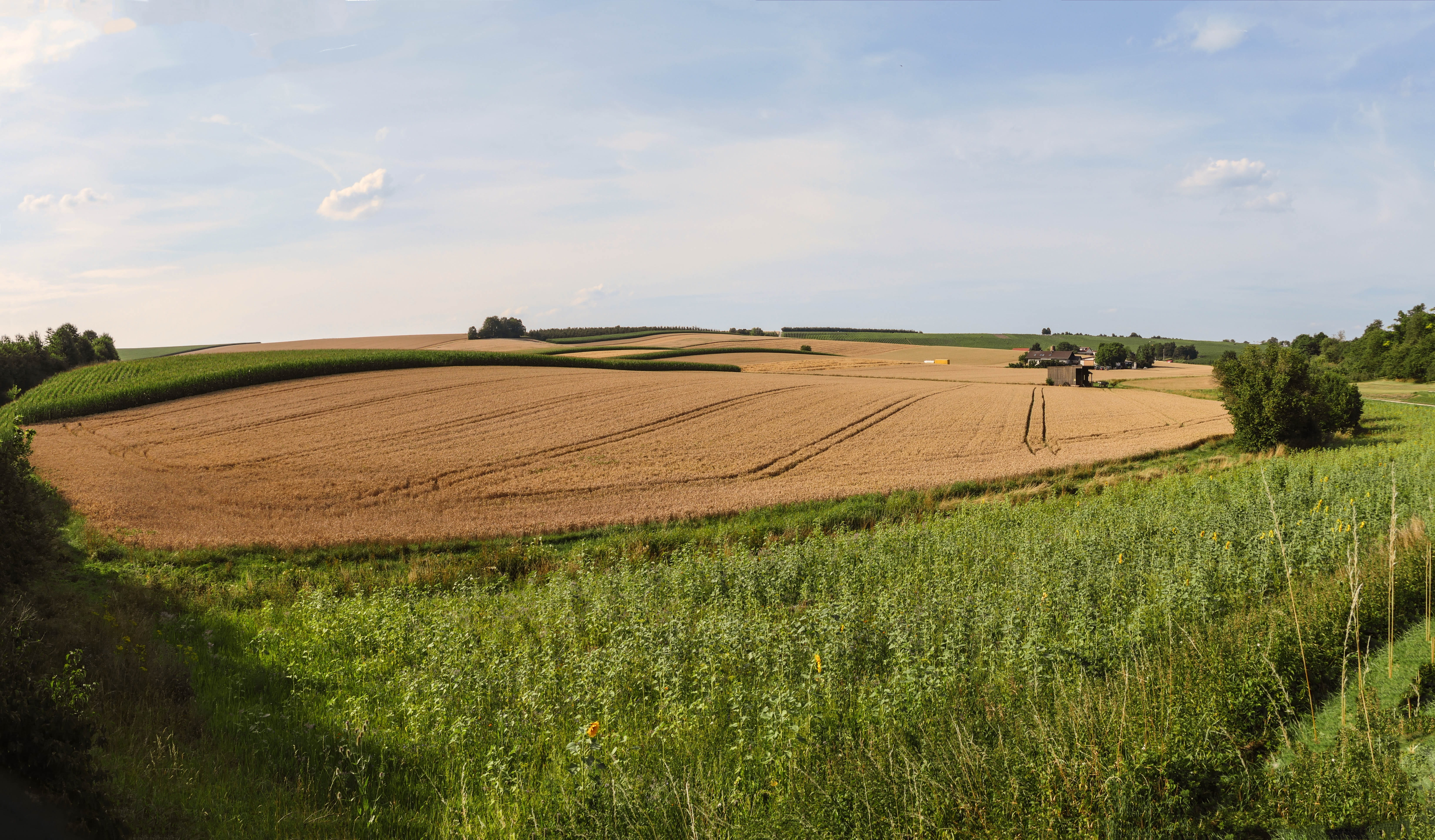 agriculture, fields, grain, corn, sunflower, wheat, summer