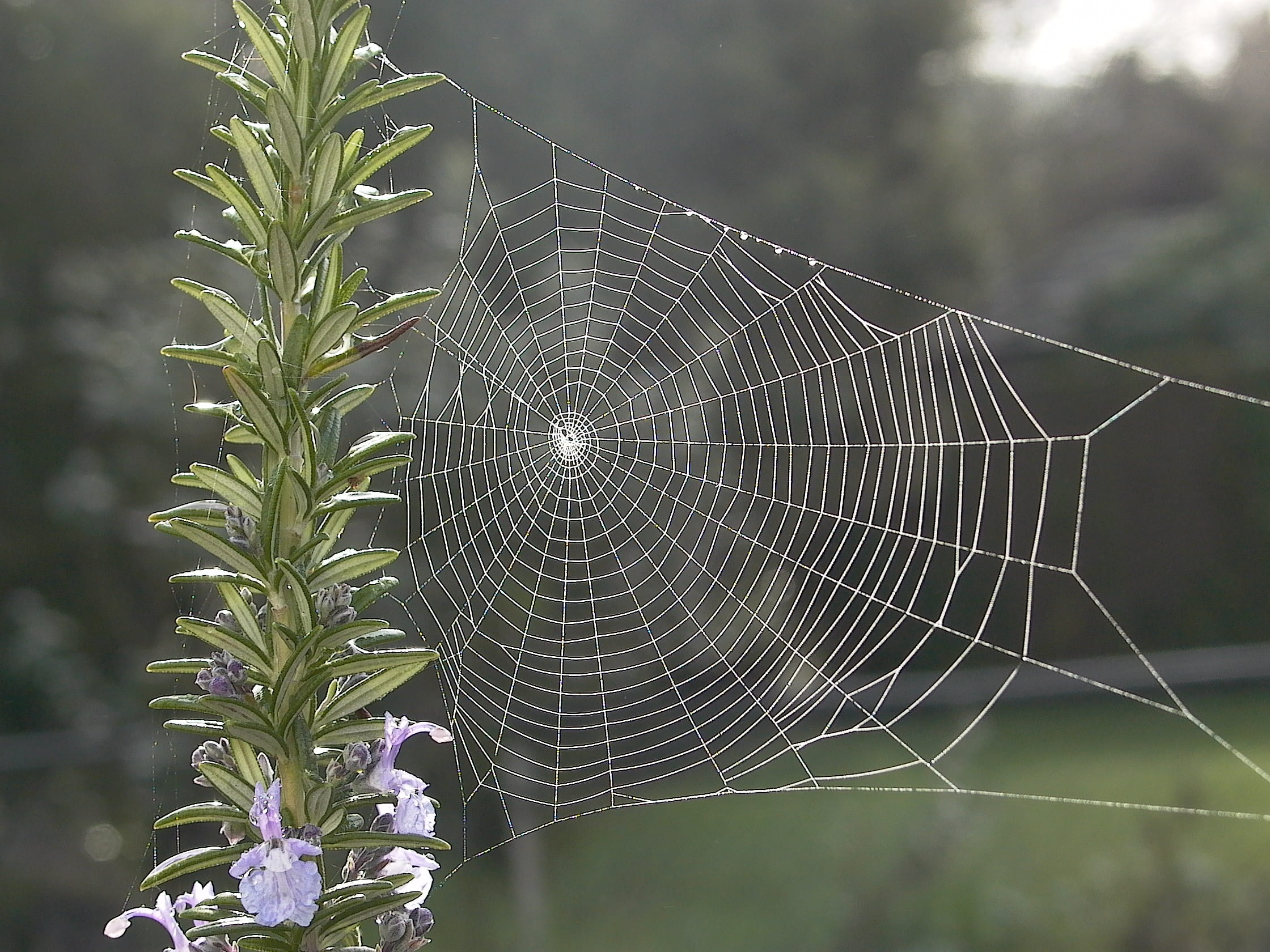 spiderweb during daytime, rosemary, spider web, focus on foreground