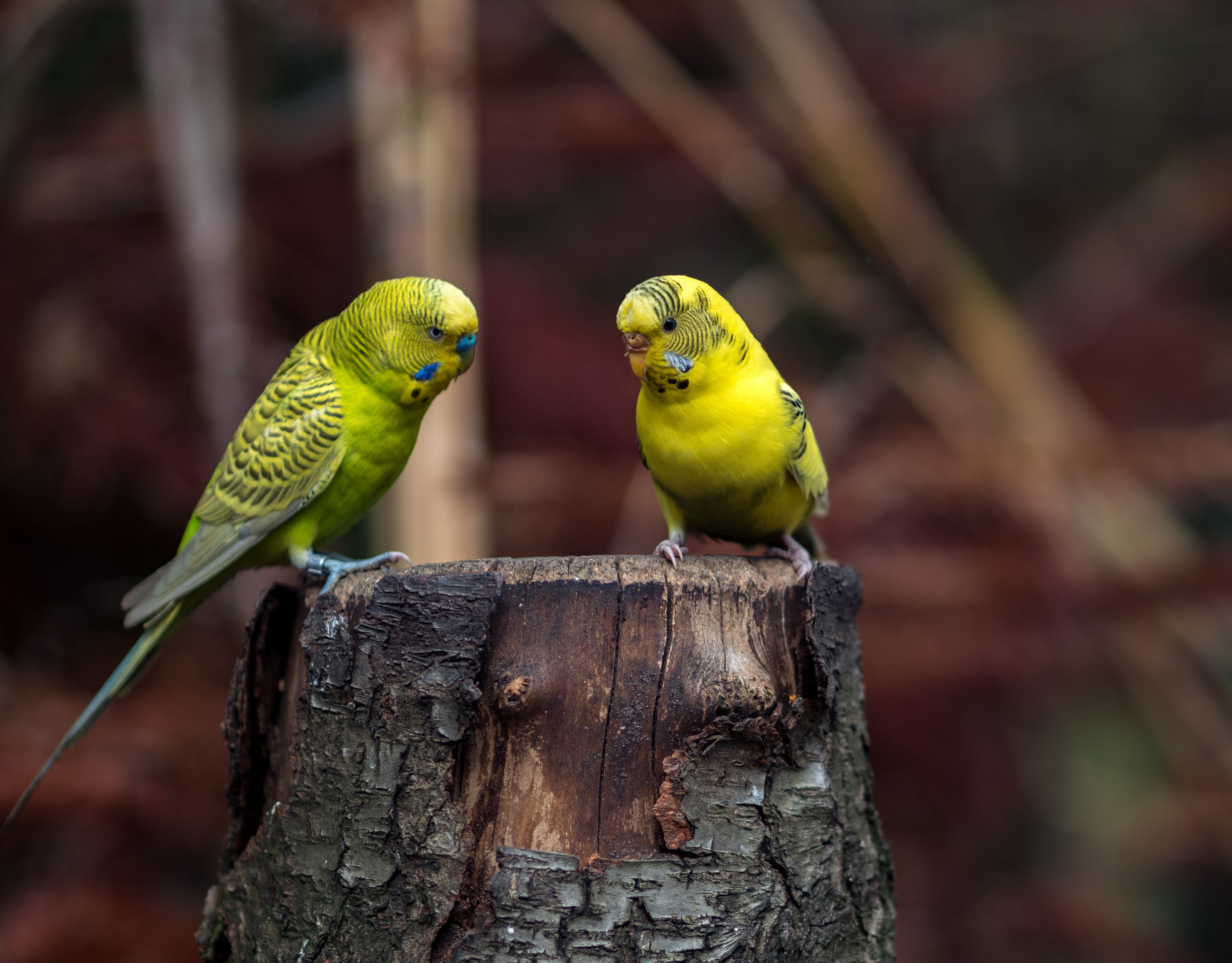 selective focus photography of two yellow budgerigars, budgie