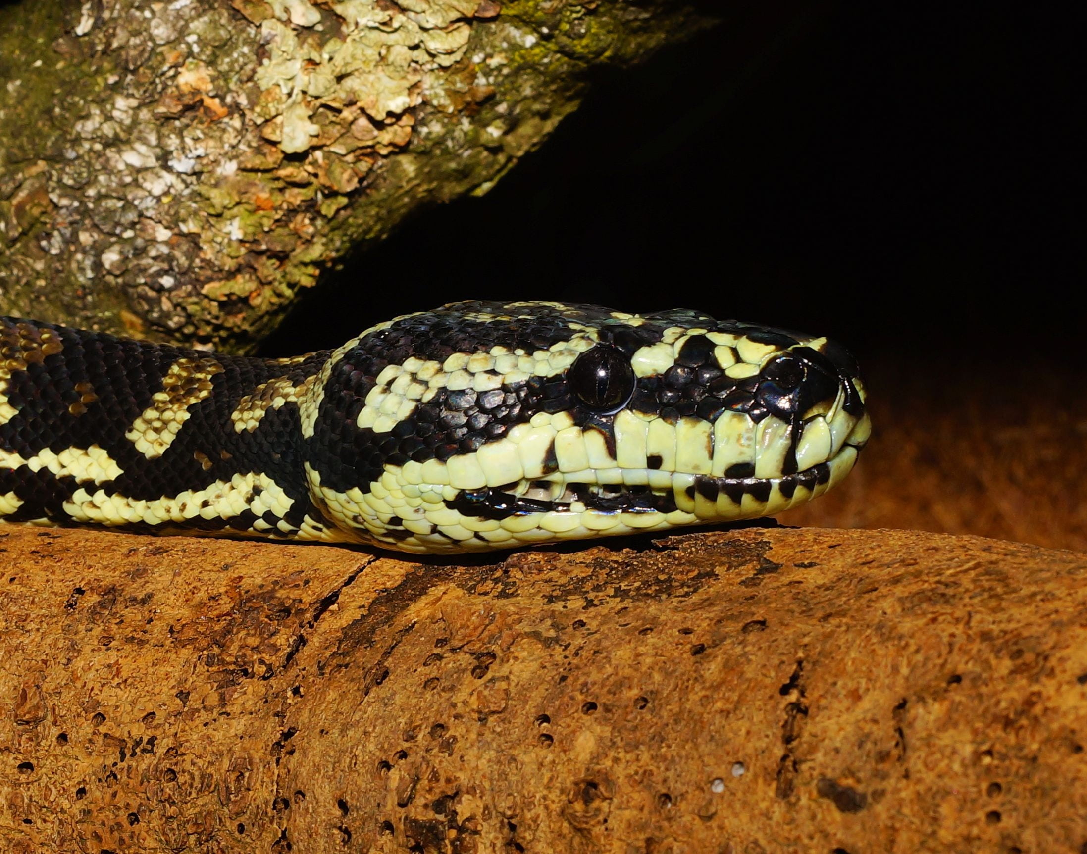 snake, python, tree python, terrarium, close, constrictor, reptile