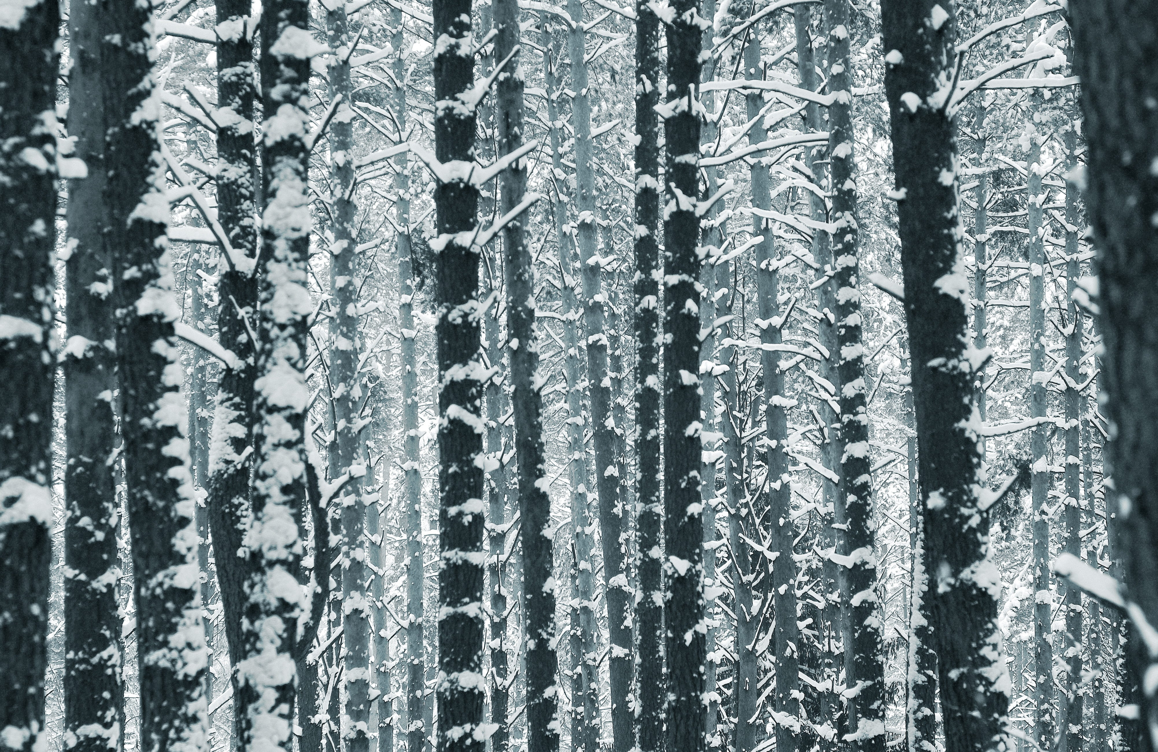 tree trunks, forest, trees, coniferous tree, winter forest