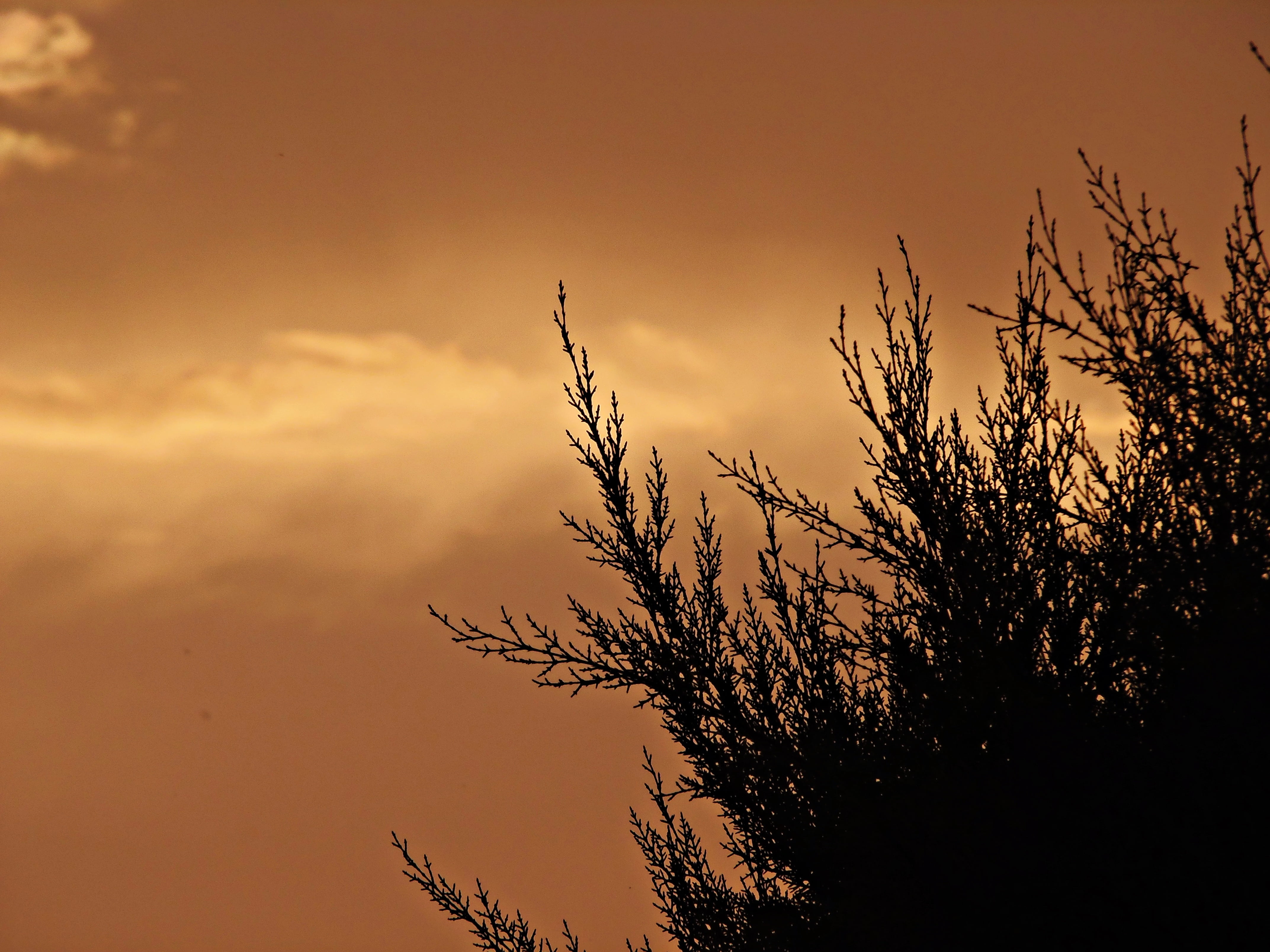 sunset, sky, clouds, branches, field, background, ocher, luminosity