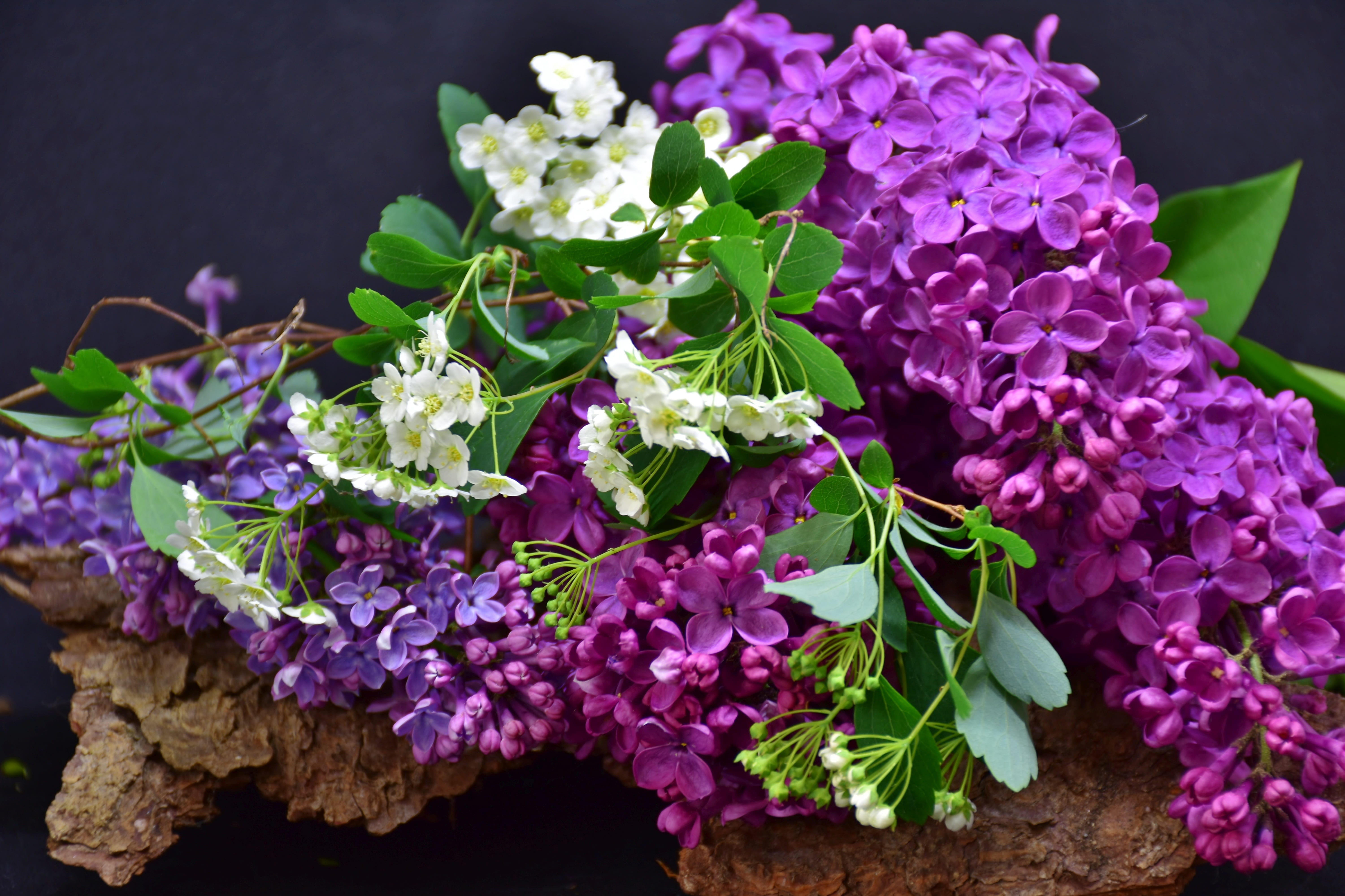 purple and white petaled flowers on brown stone, lilac, plant