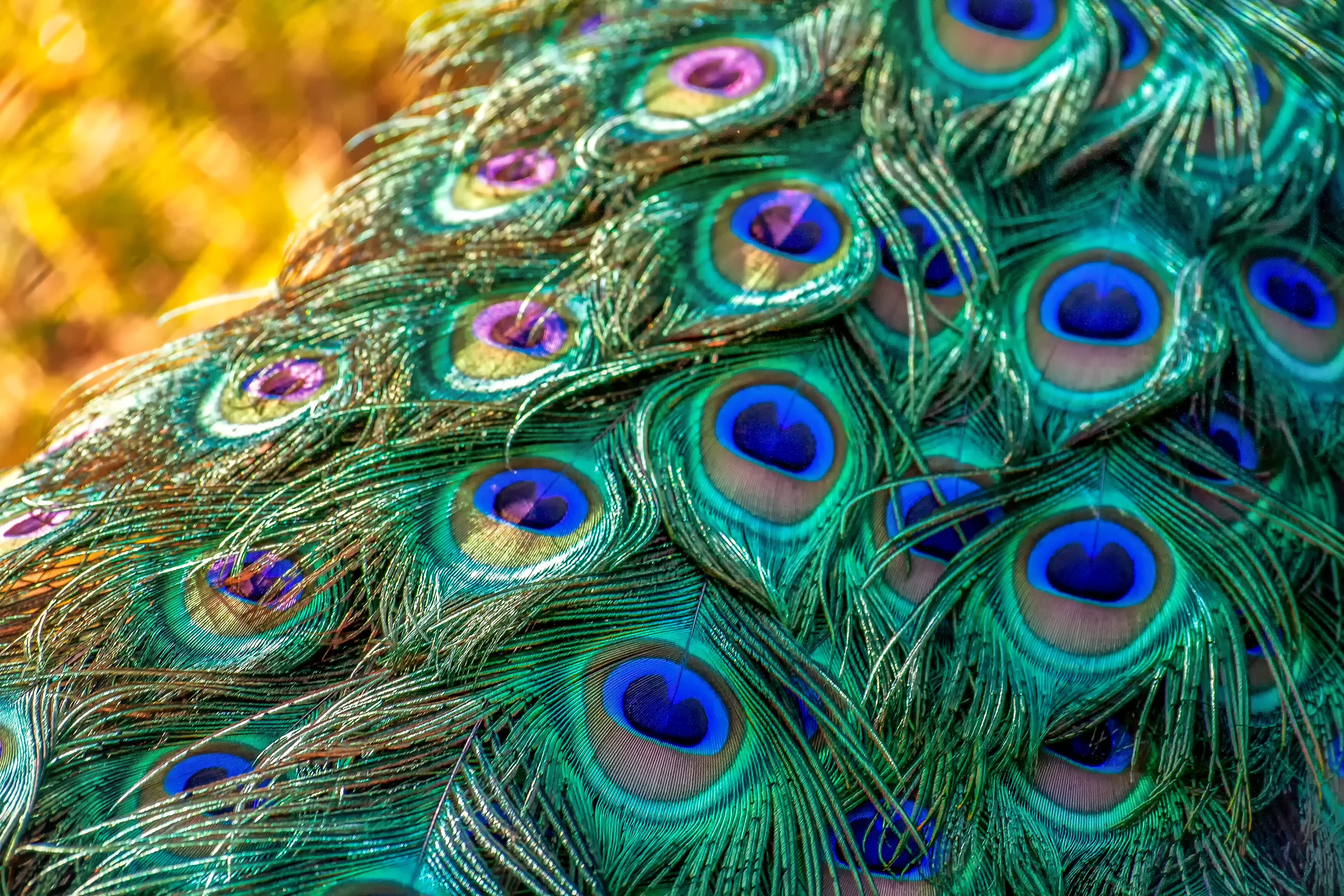 green-and-blue peacock feathers, nature, animal, iridescent, spring dress