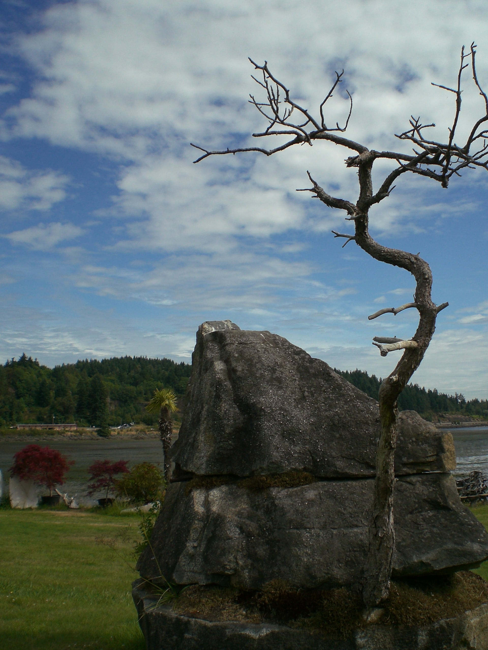 sky, tree, landscape, plant, cloud - sky, nature, tranquility