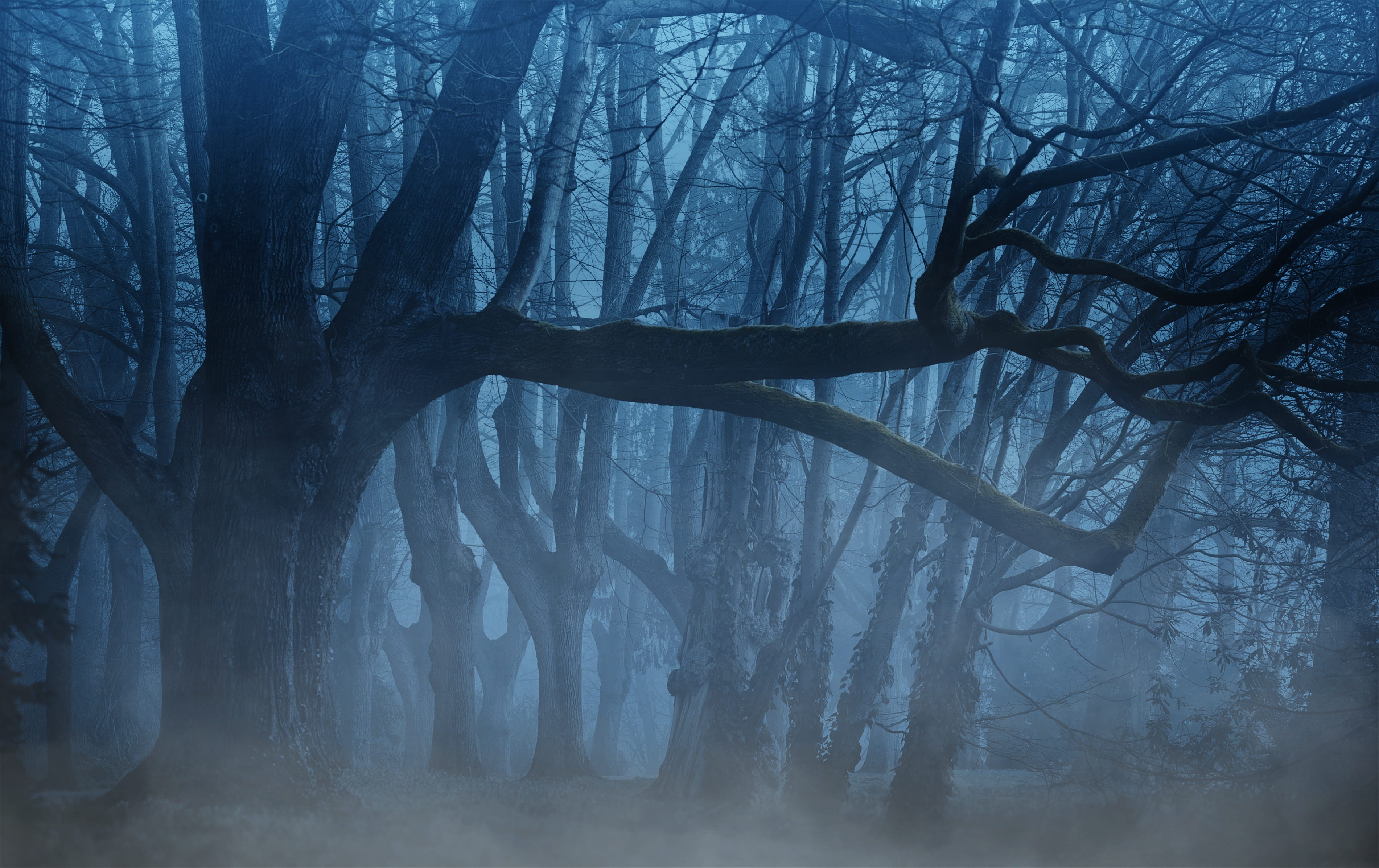 black leafless trees, background, forest, fog, aesthetic, light