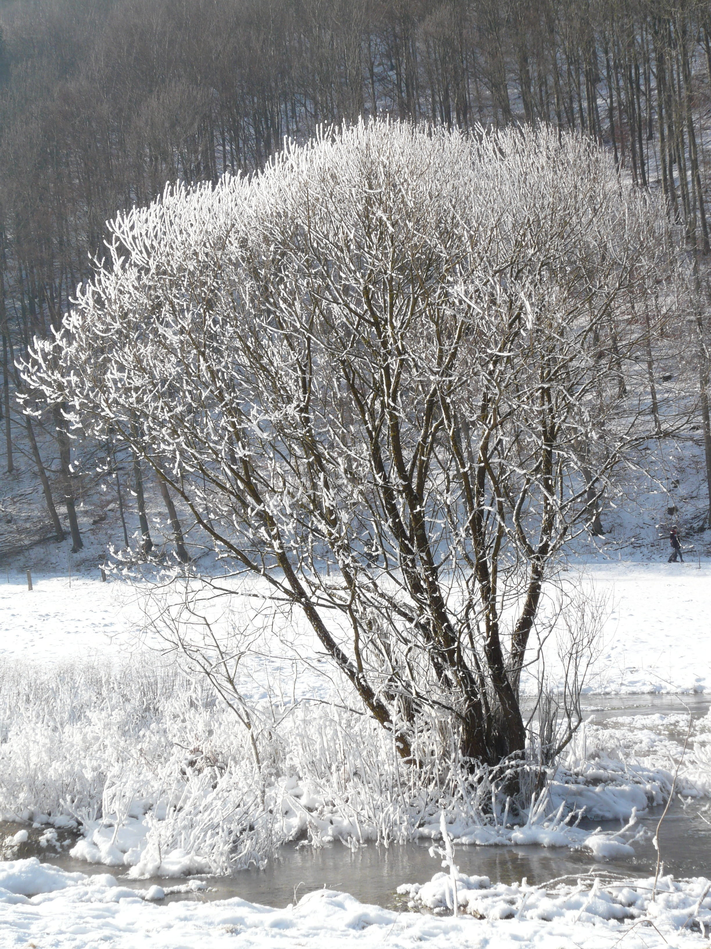 Tree, Hoarfrost, Snow, Back Light, deep snow, wintry, winter