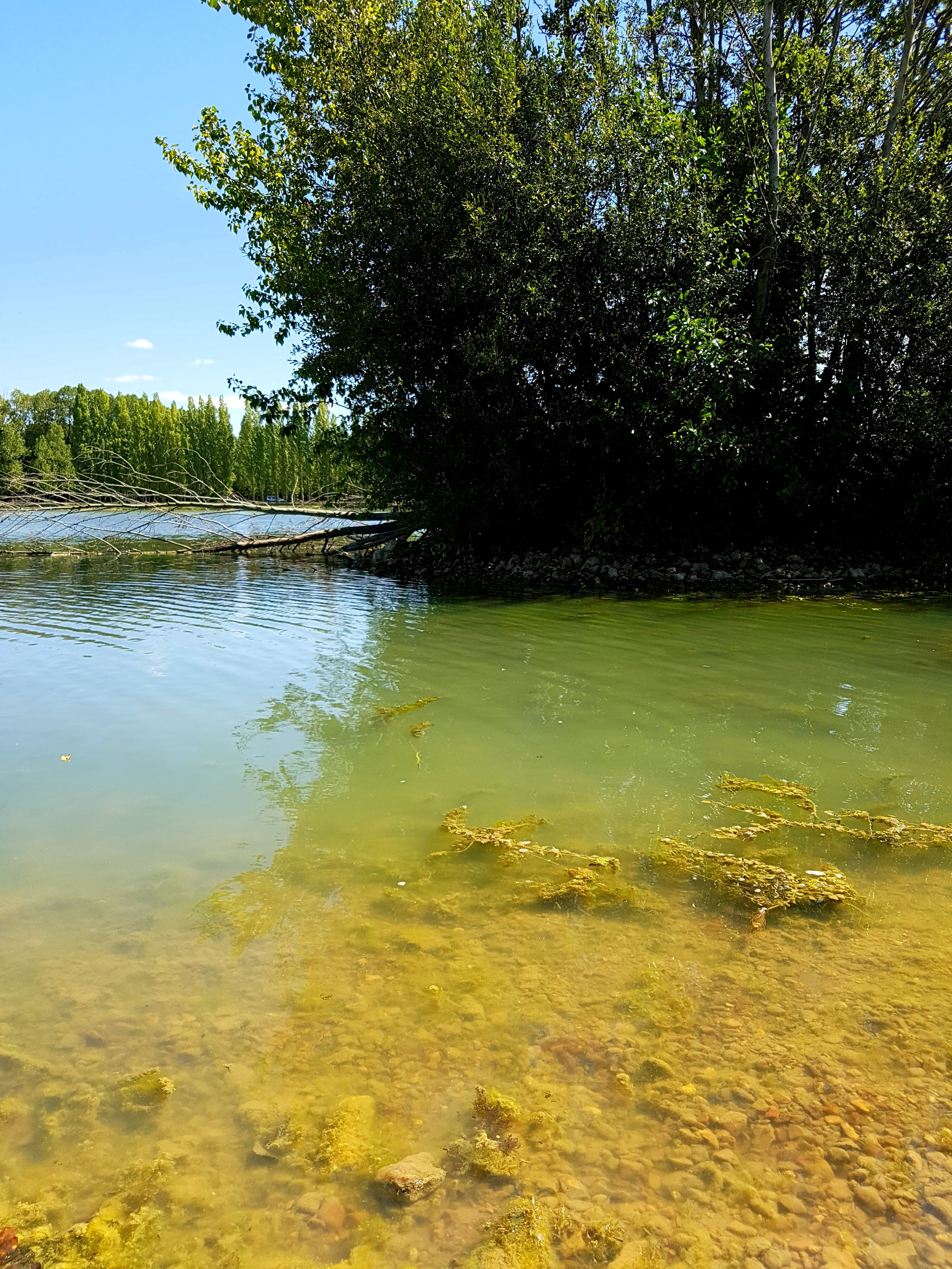 waters, sun, relaxation, tree, plant, tranquility, tranquil scene