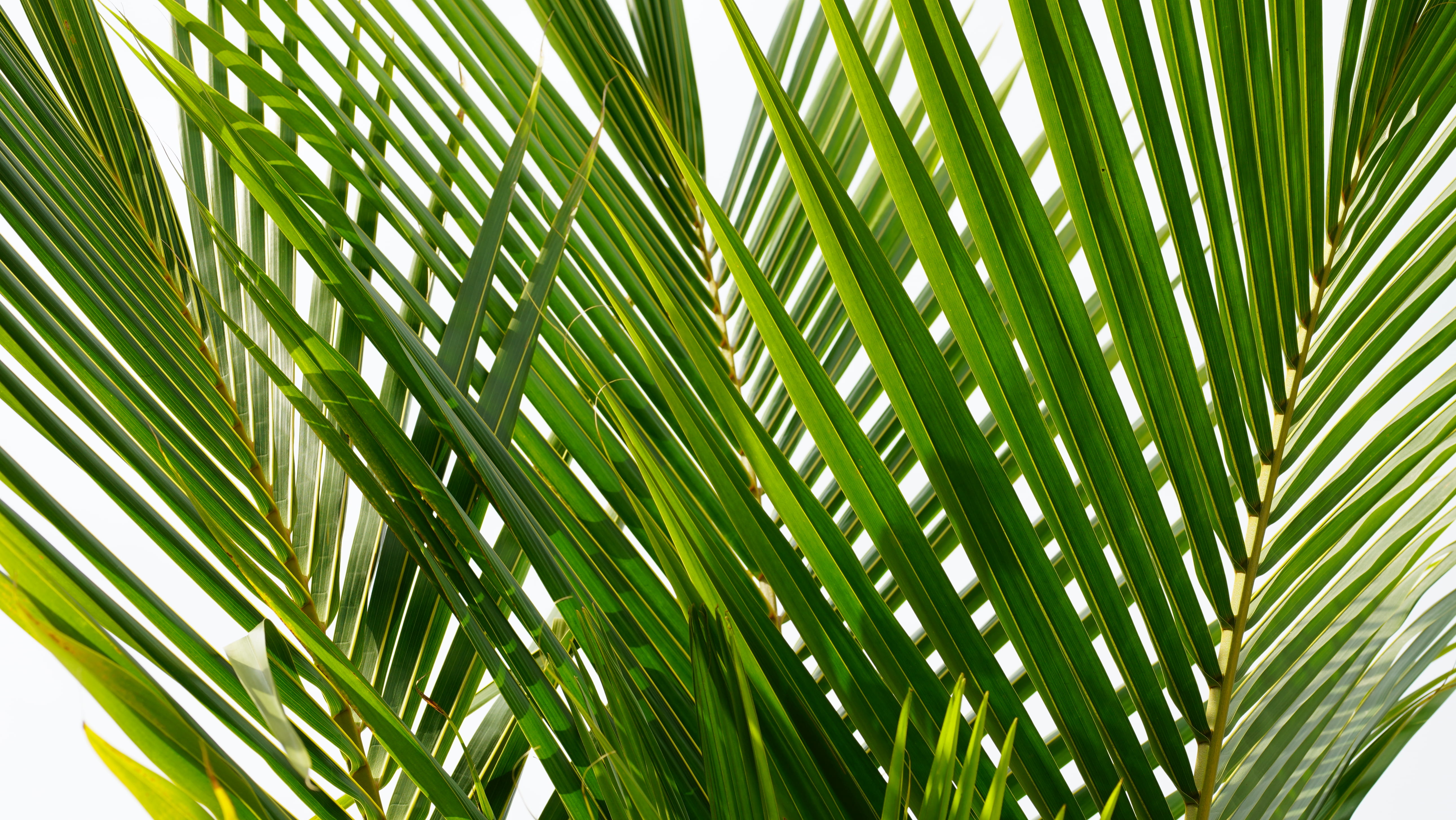 coconut leaves, closeup photo of green palm tree, plant, leaf