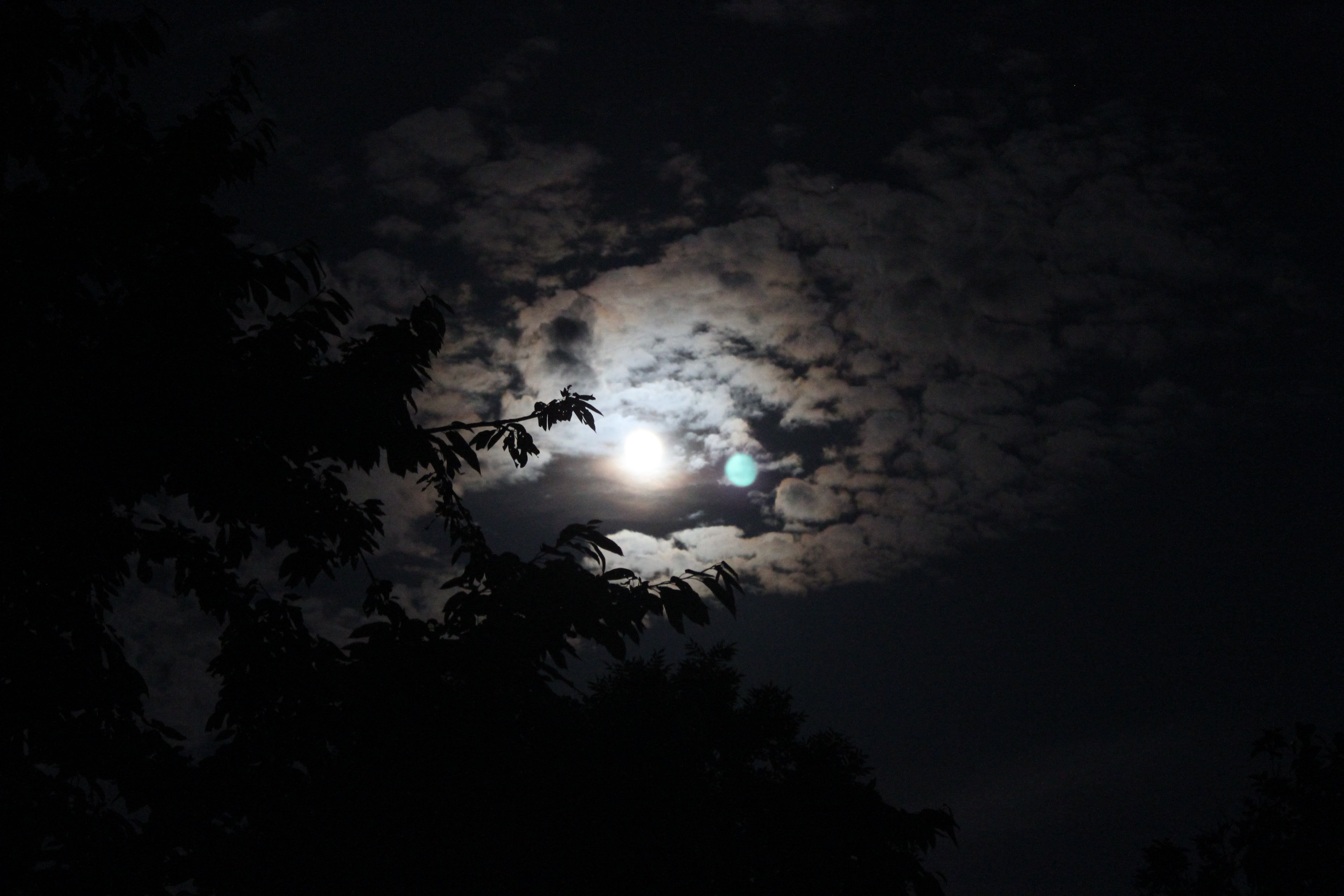 moon, tree, dark, blue, clouds, night, leaves, sky, cloud - sky