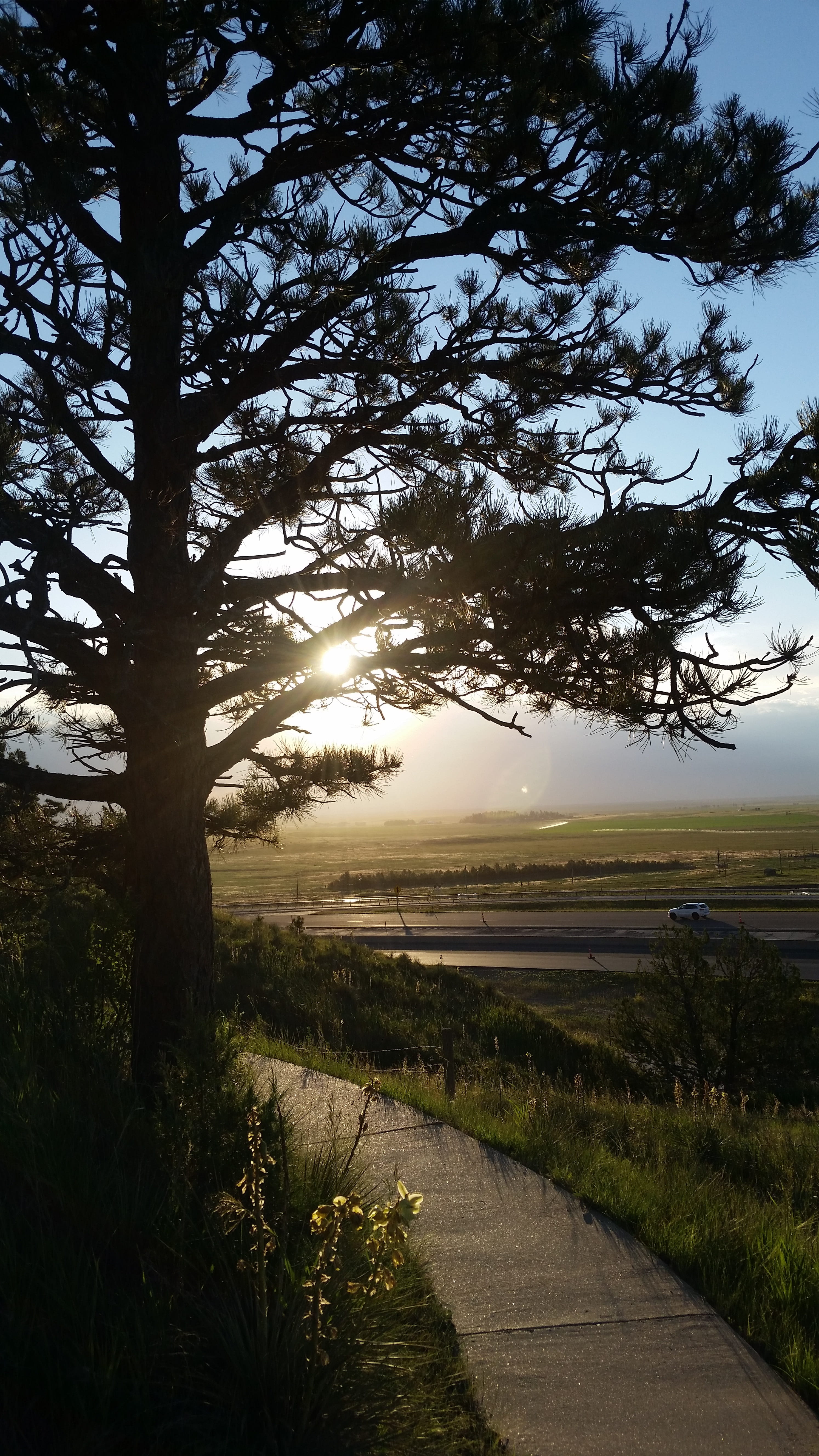 tree, road, sun, pine, desktop, plant, tranquility, sky, tranquil scene
