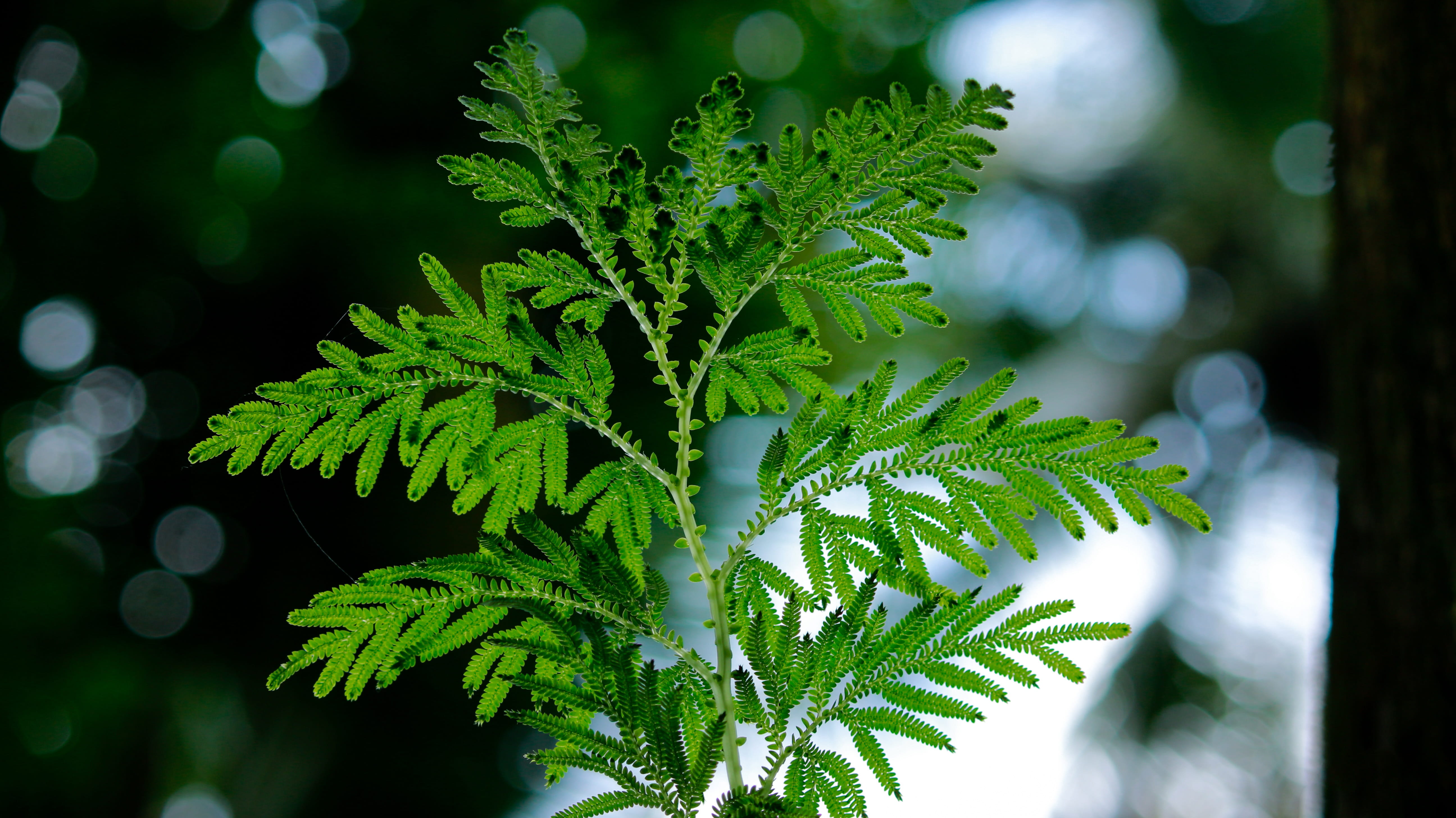 backlight, leaf, leaves, green, nature, sunlight, natural, environment