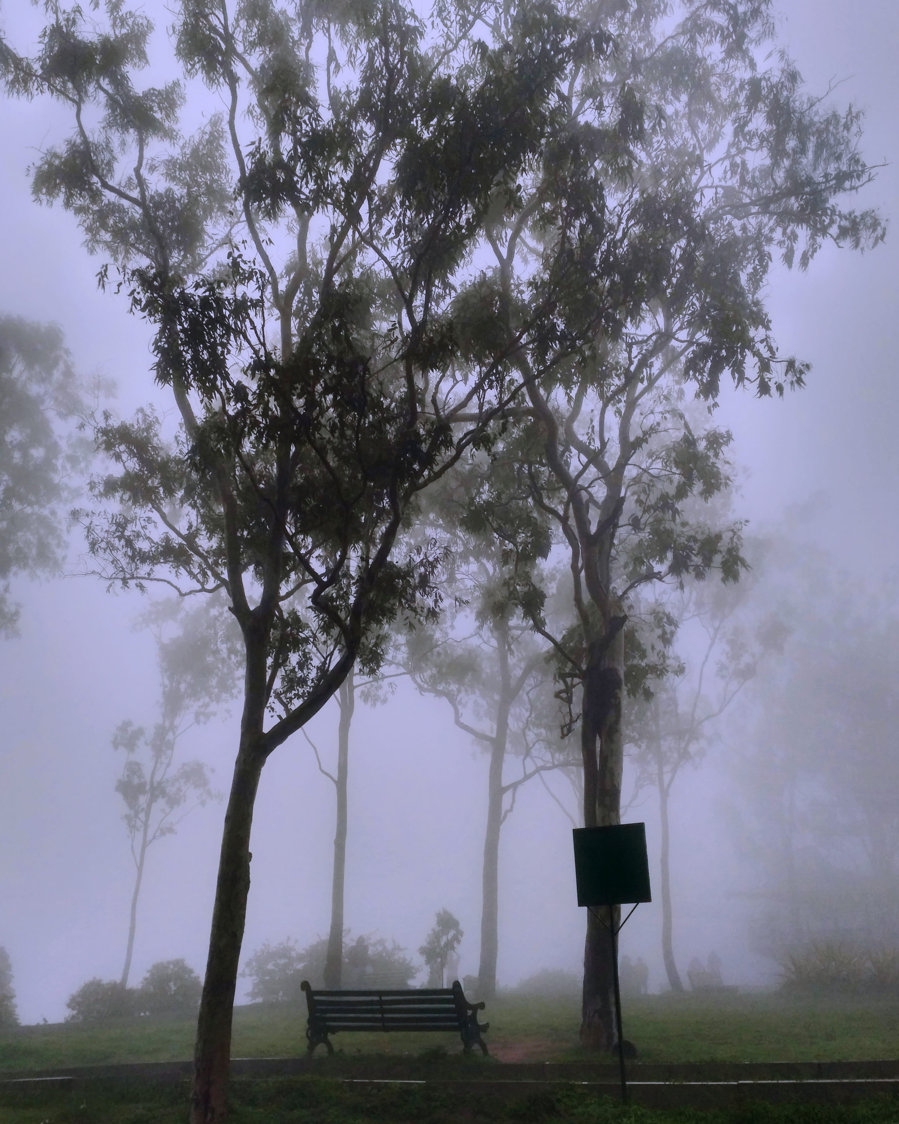 Park Covered With Fog, bench, dark, dawn, eerie, environment