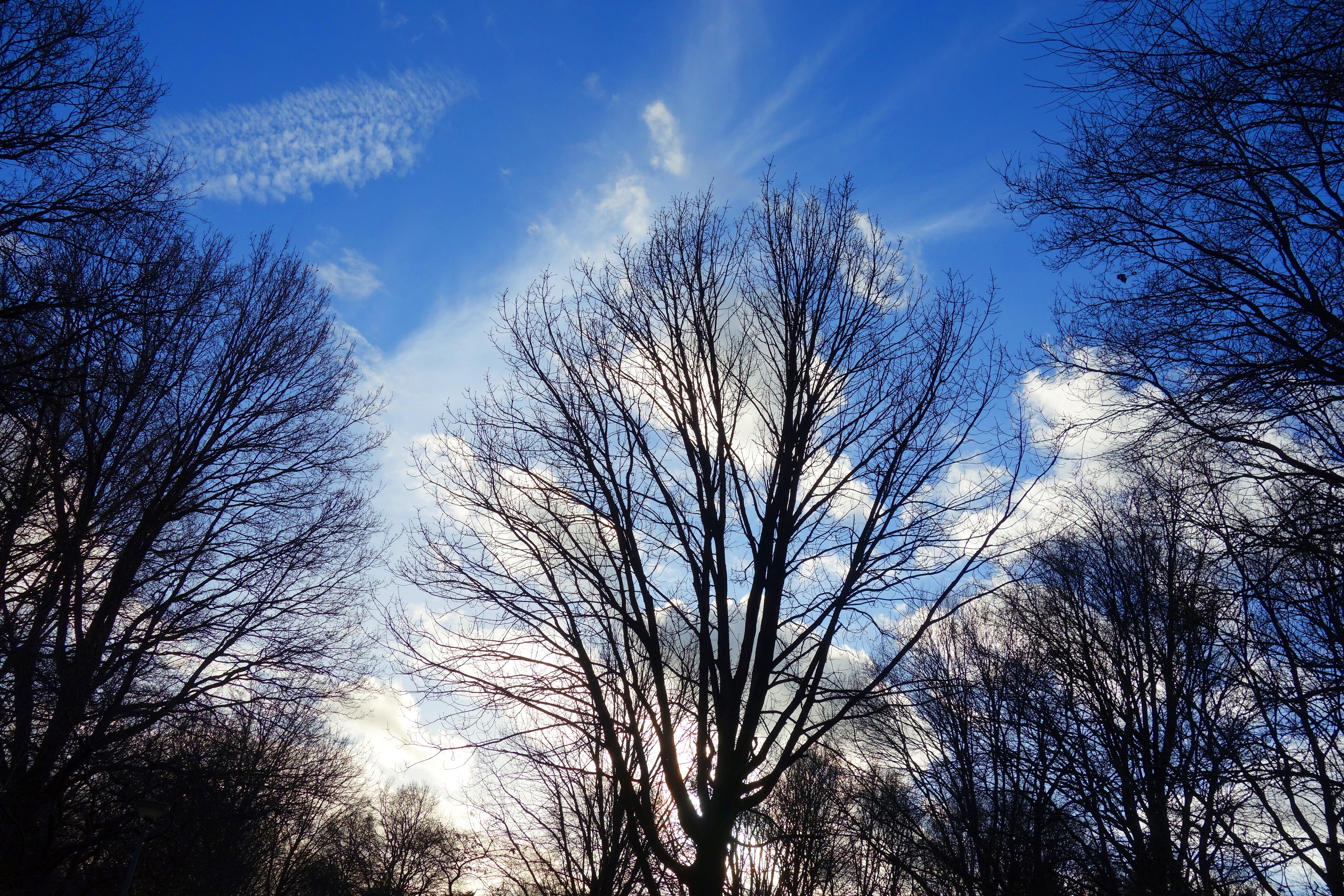 tree, bare tree, tree top, branch, bare branch, winter tree