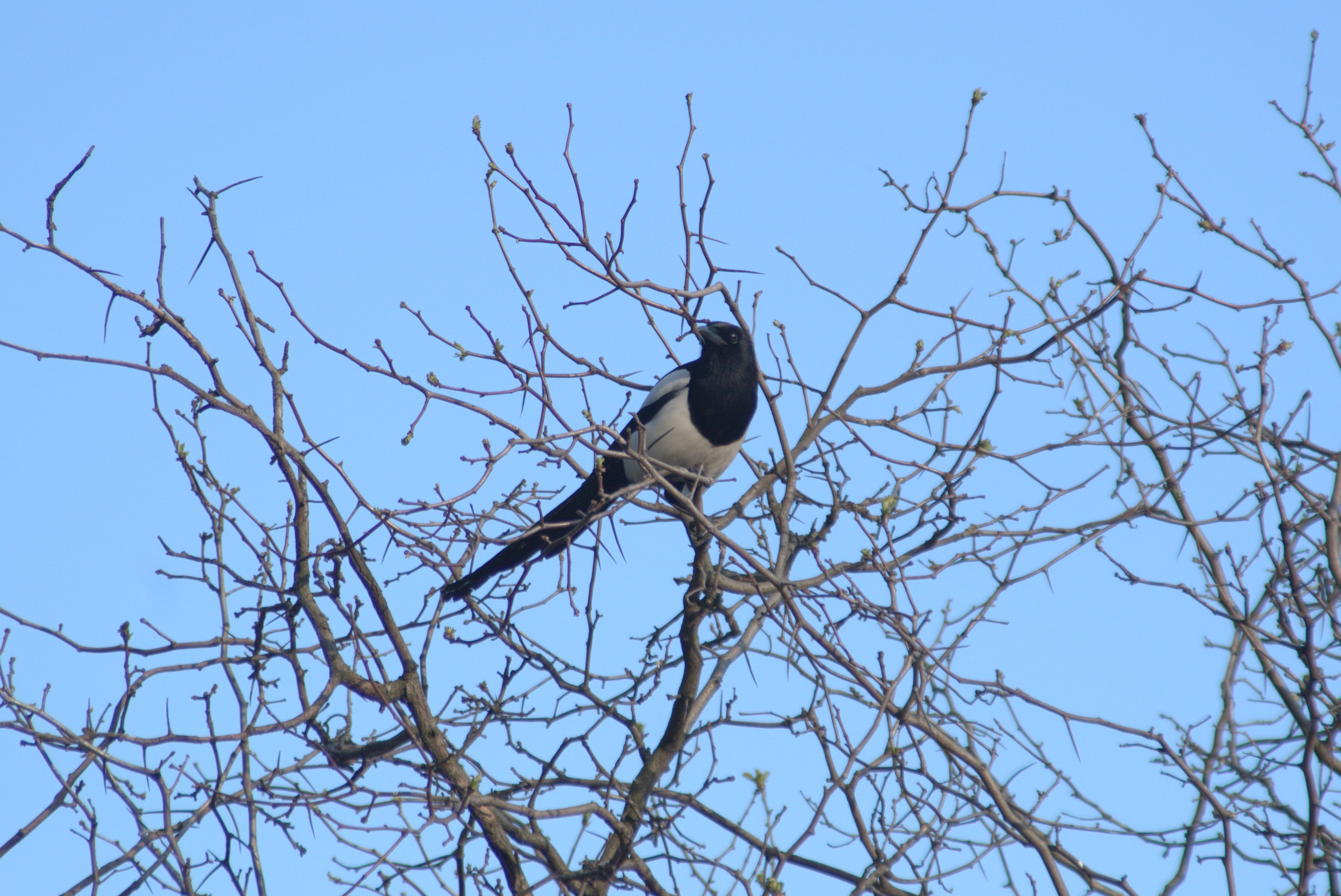 pie, bird, tree, nature, branches, sky, ornithology, predator