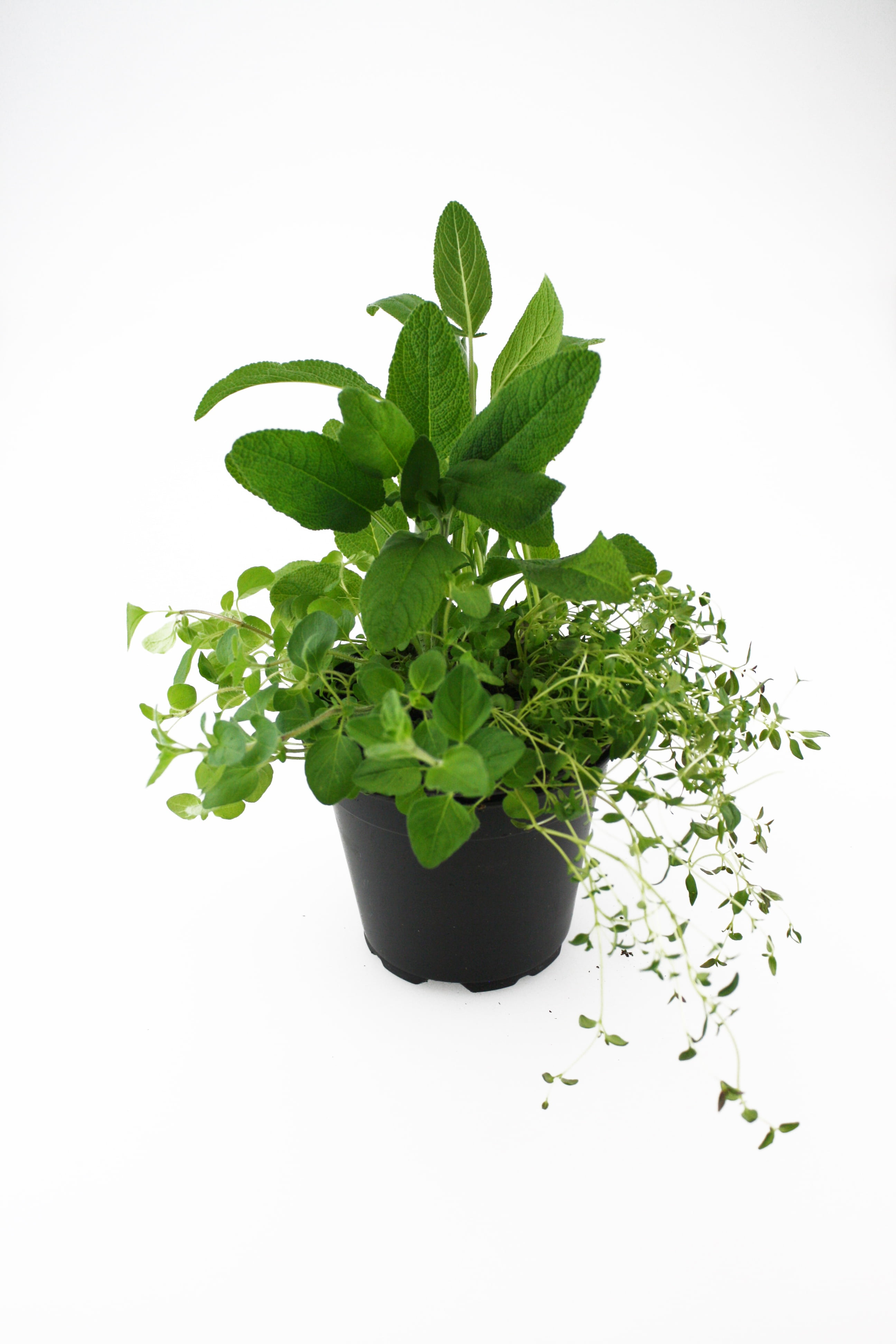 herbs, oregano, thyme, sage, leaf, green Color, plant, freshness
