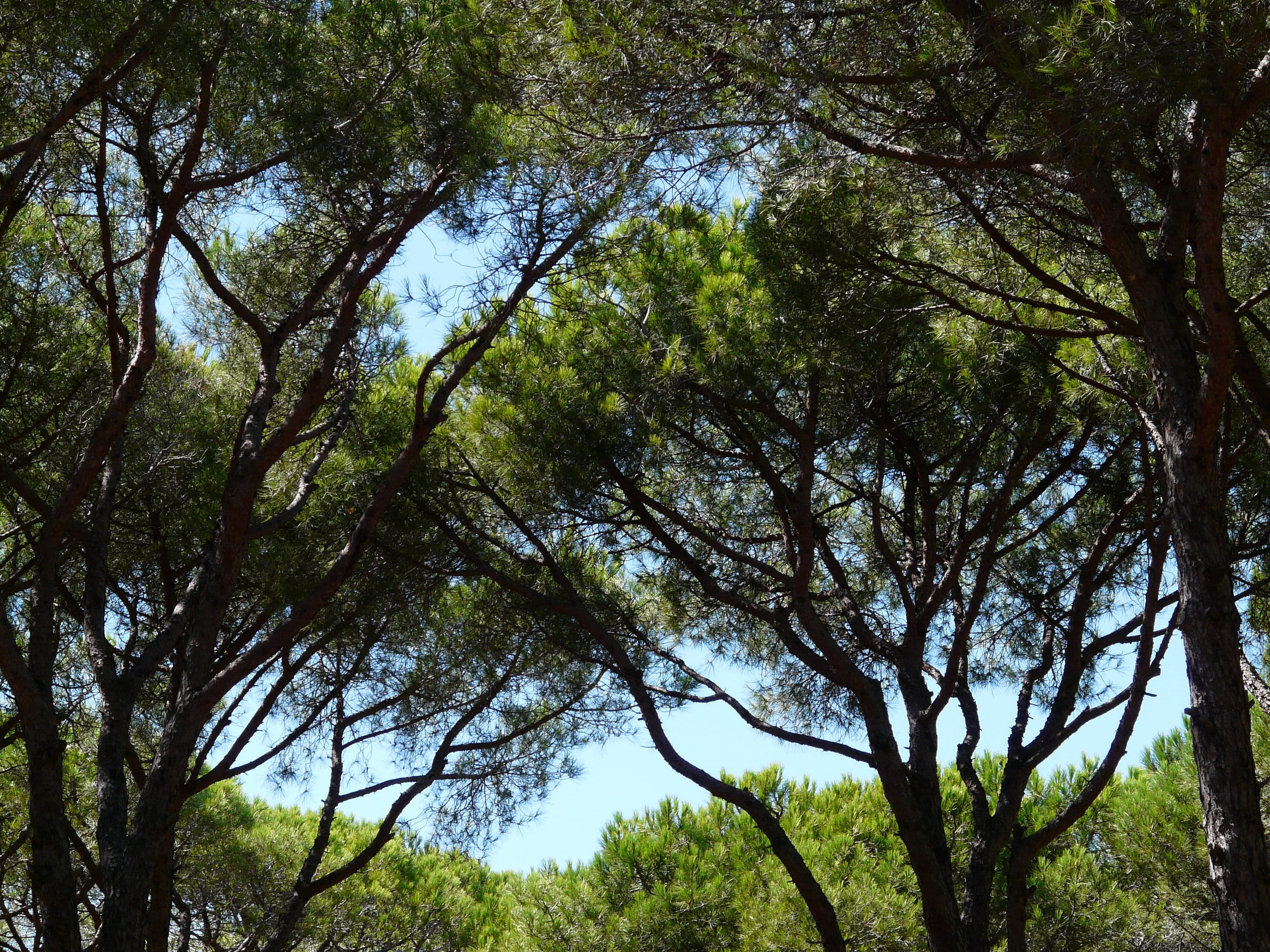 Pine, Forest, Trees, Shadow, Holiday, southerner, sky, cool