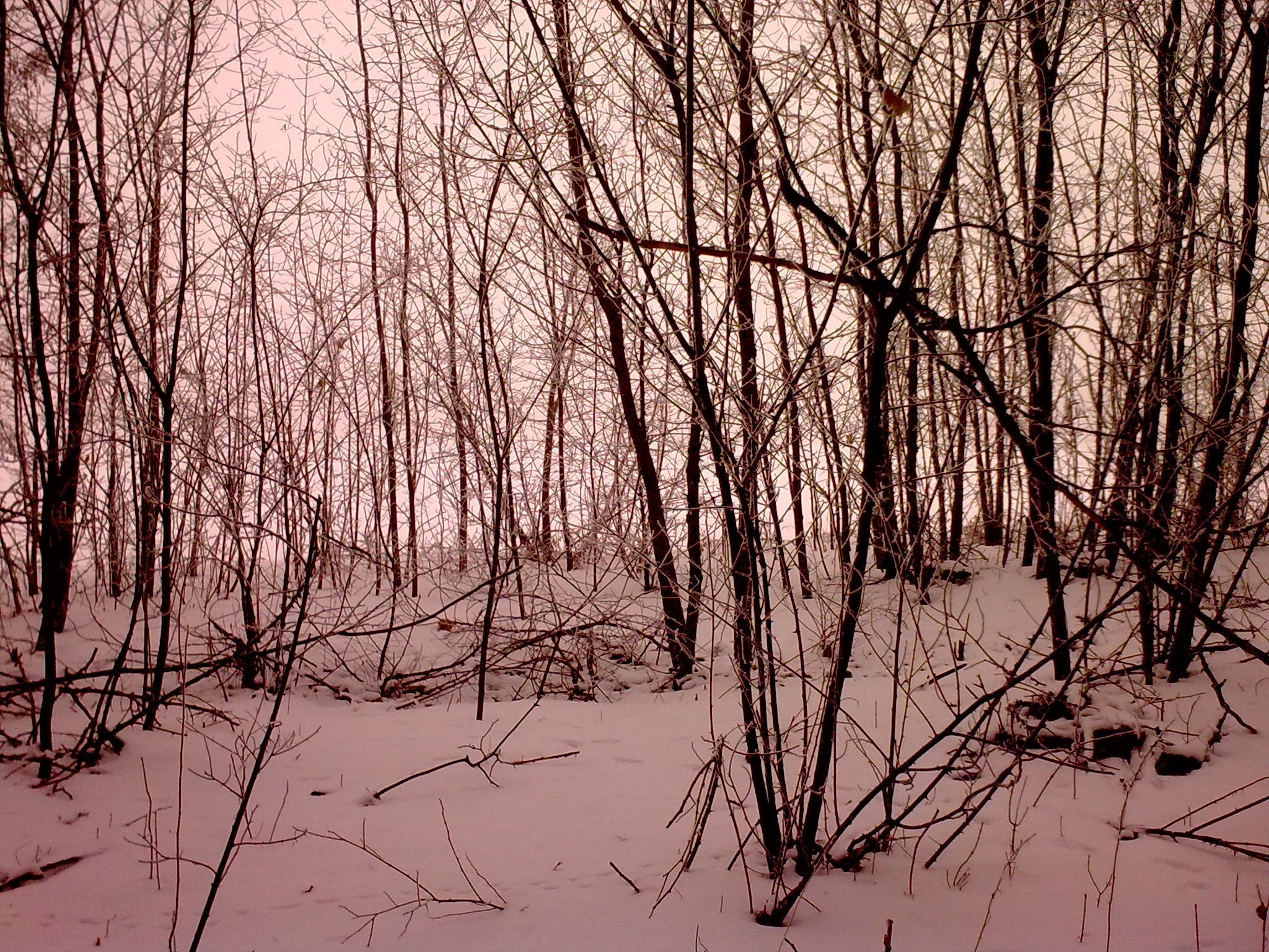forest, snow, trees, bare tree, winter, cold temperature, tranquility