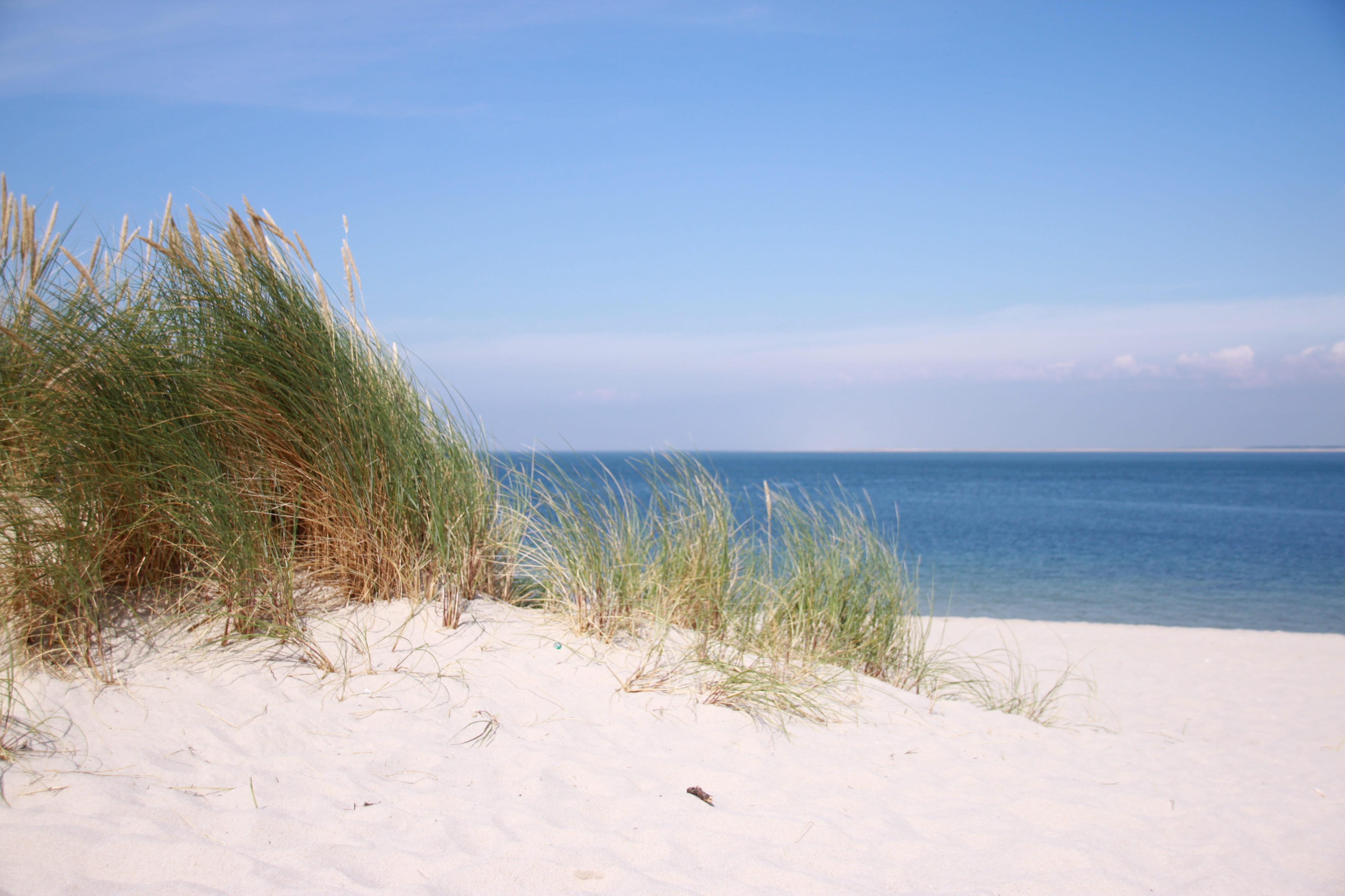 Free download | HD wallpaper: green grass on seashore at daytime, beach ...