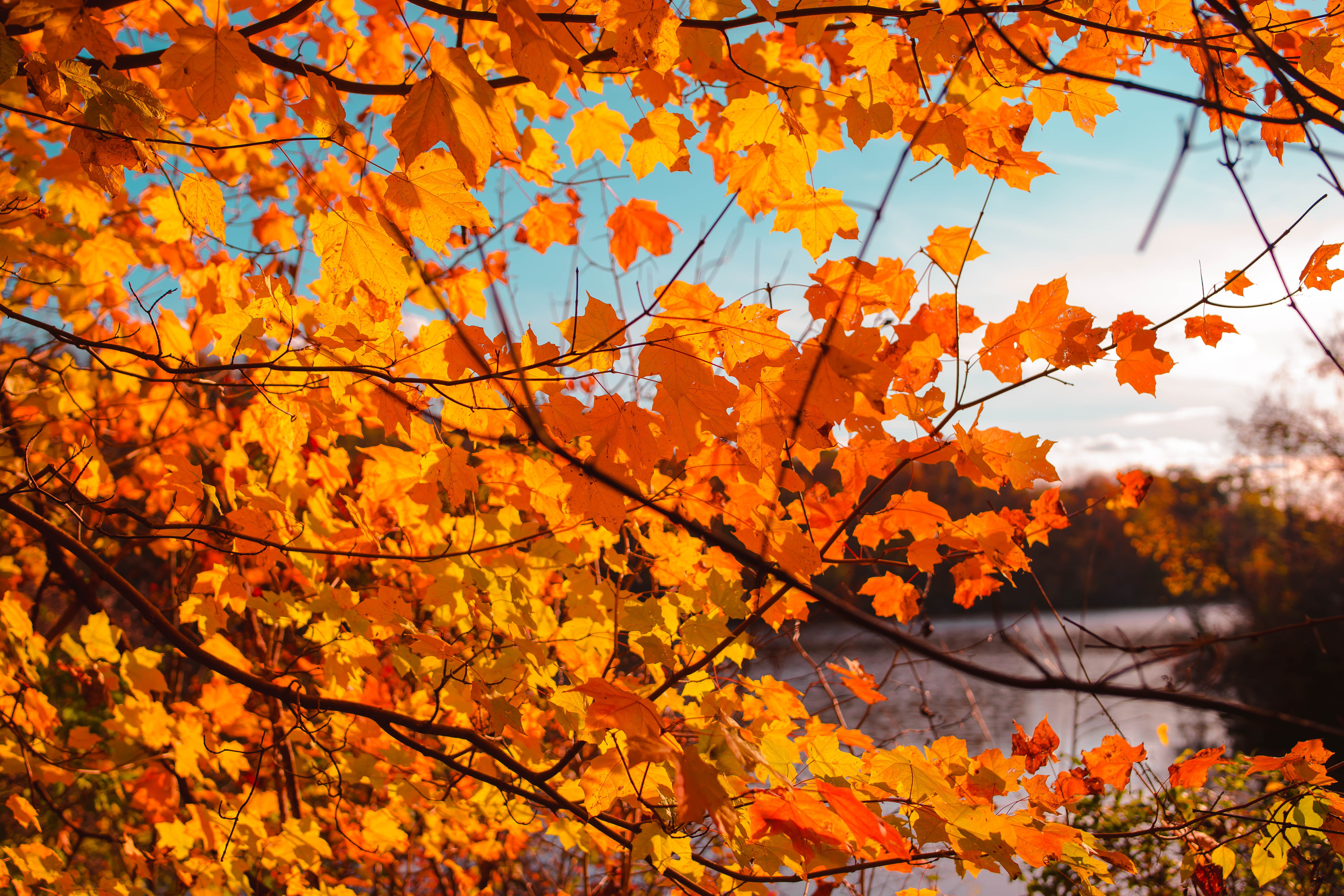 orange maple tree beside body of water, autumn leaves, fall, leaf