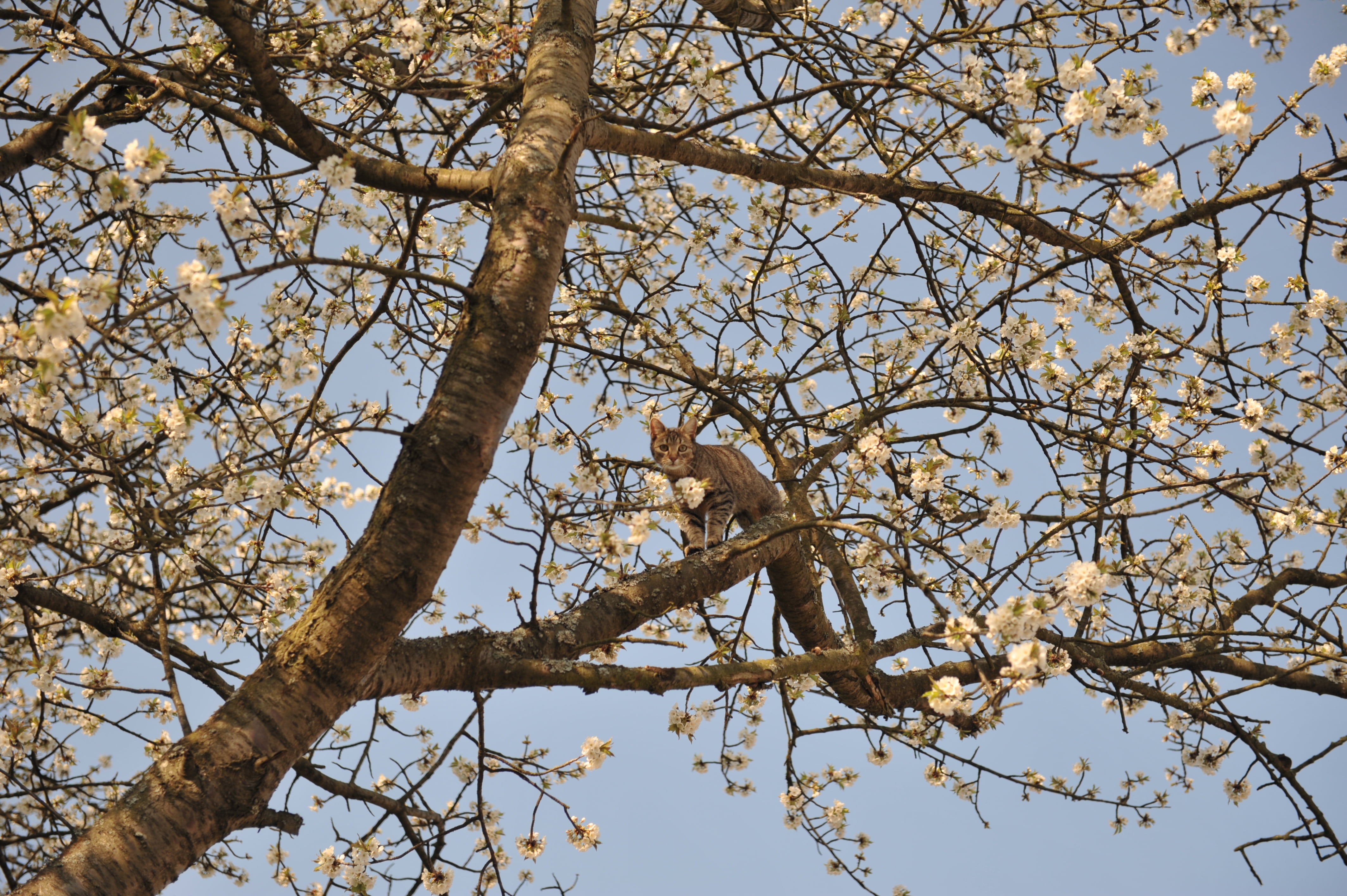 tree, spring, bud, high, pet, low angle view, branch, plant