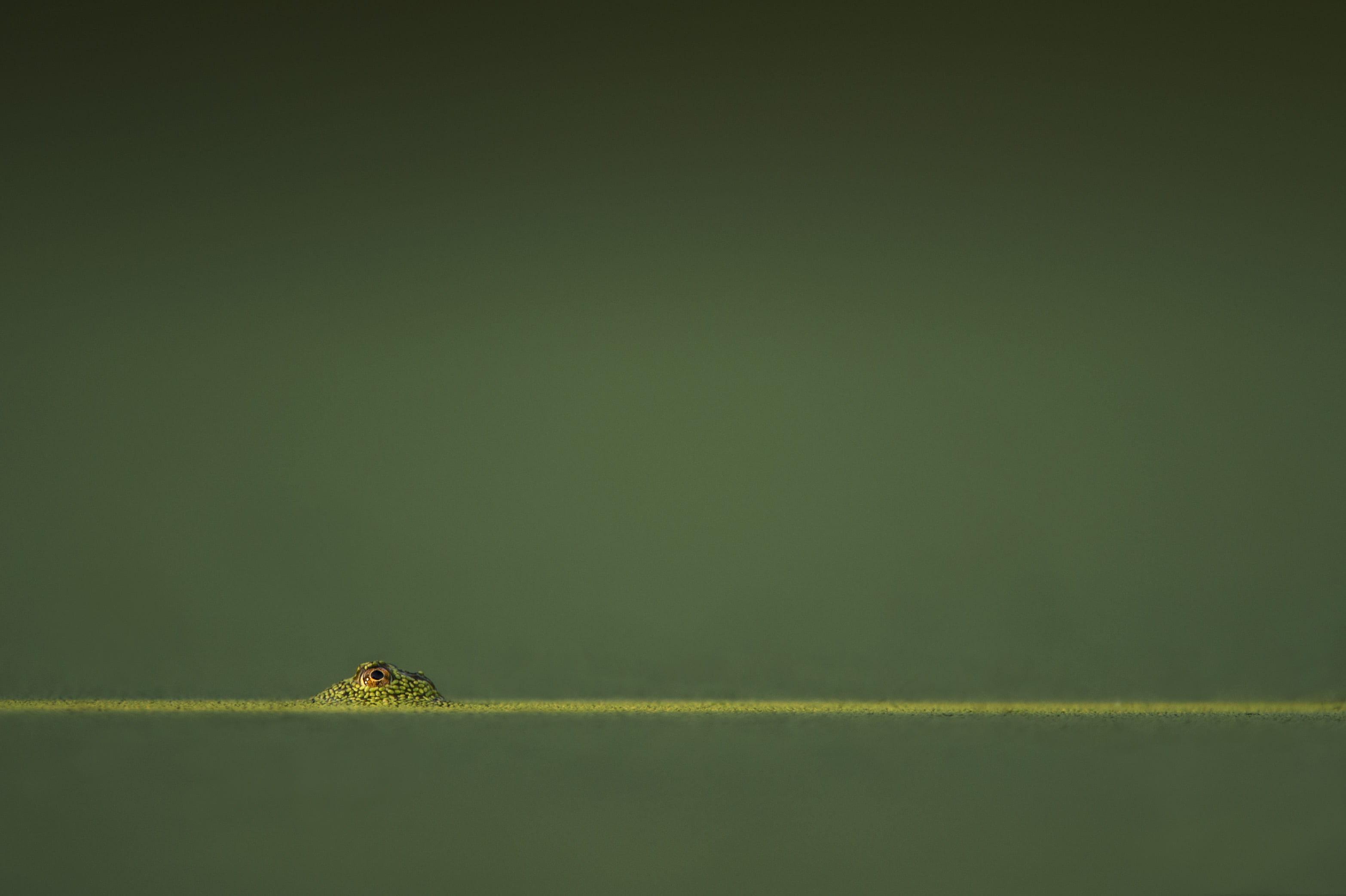 green amphibian in green water, macro shot photo of animal eye