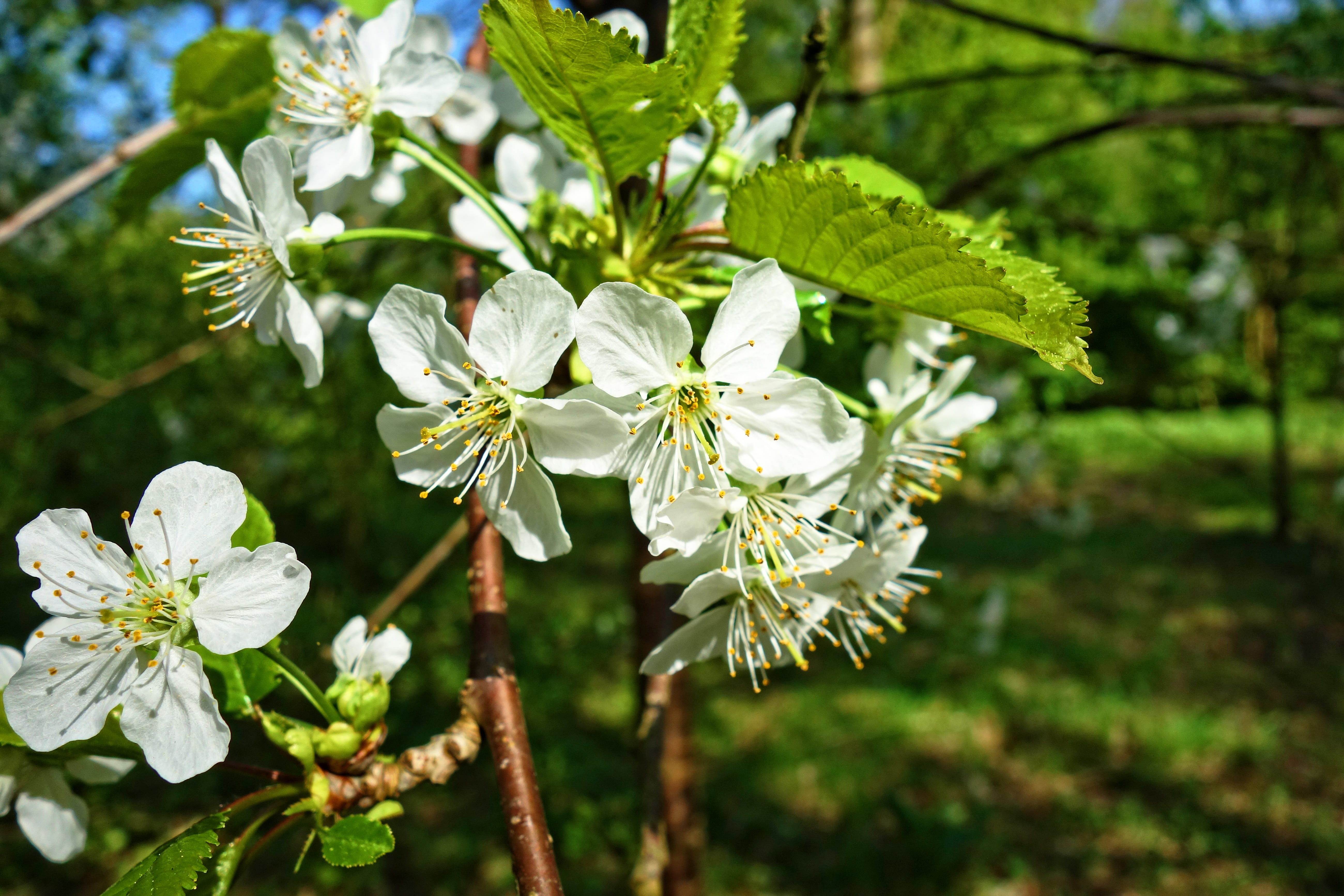 tree, blossom, flowering tree, spring bloom, springtime, park
