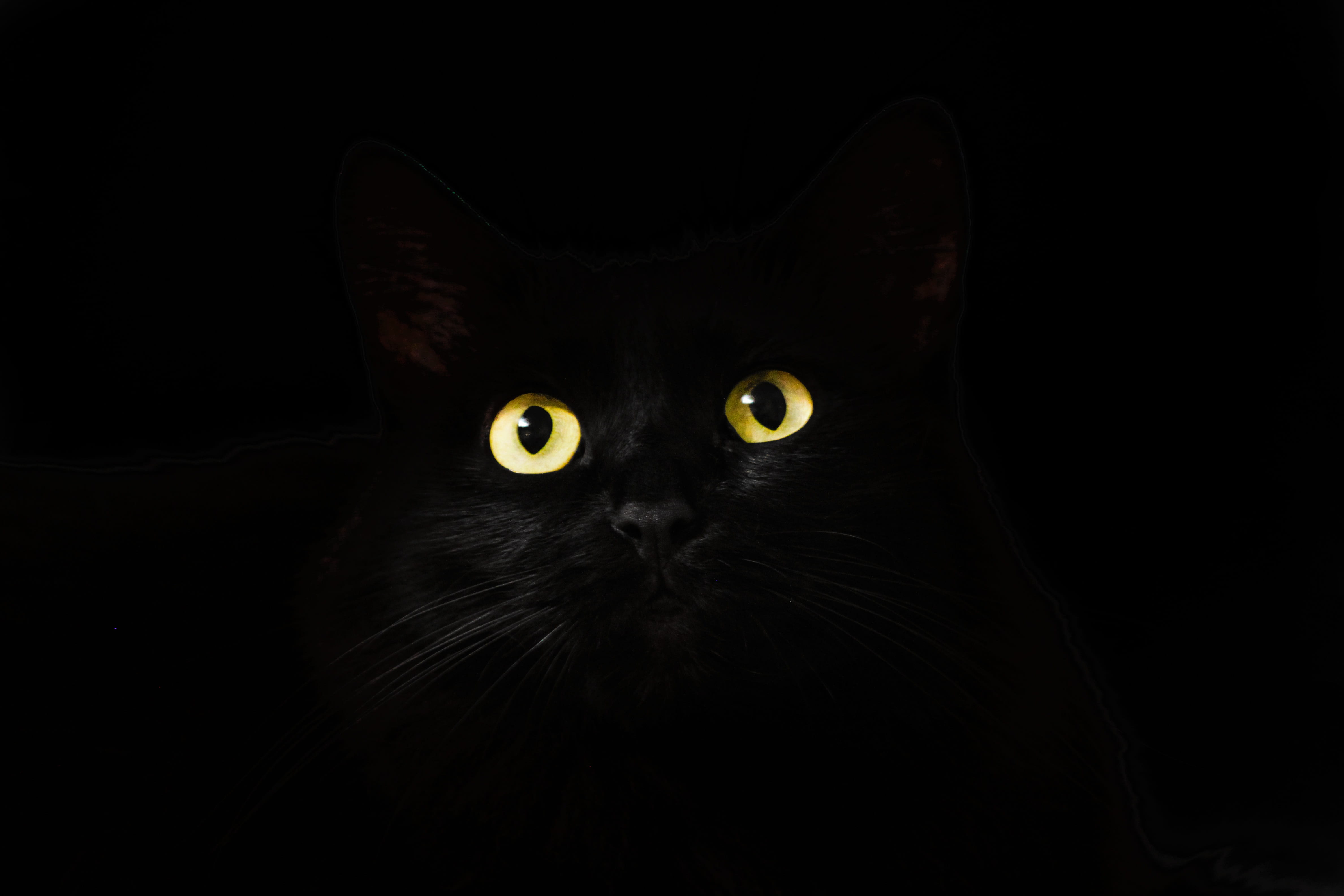 black cat wallpaper, view, cat eyes, cat looking, cute, animal themes