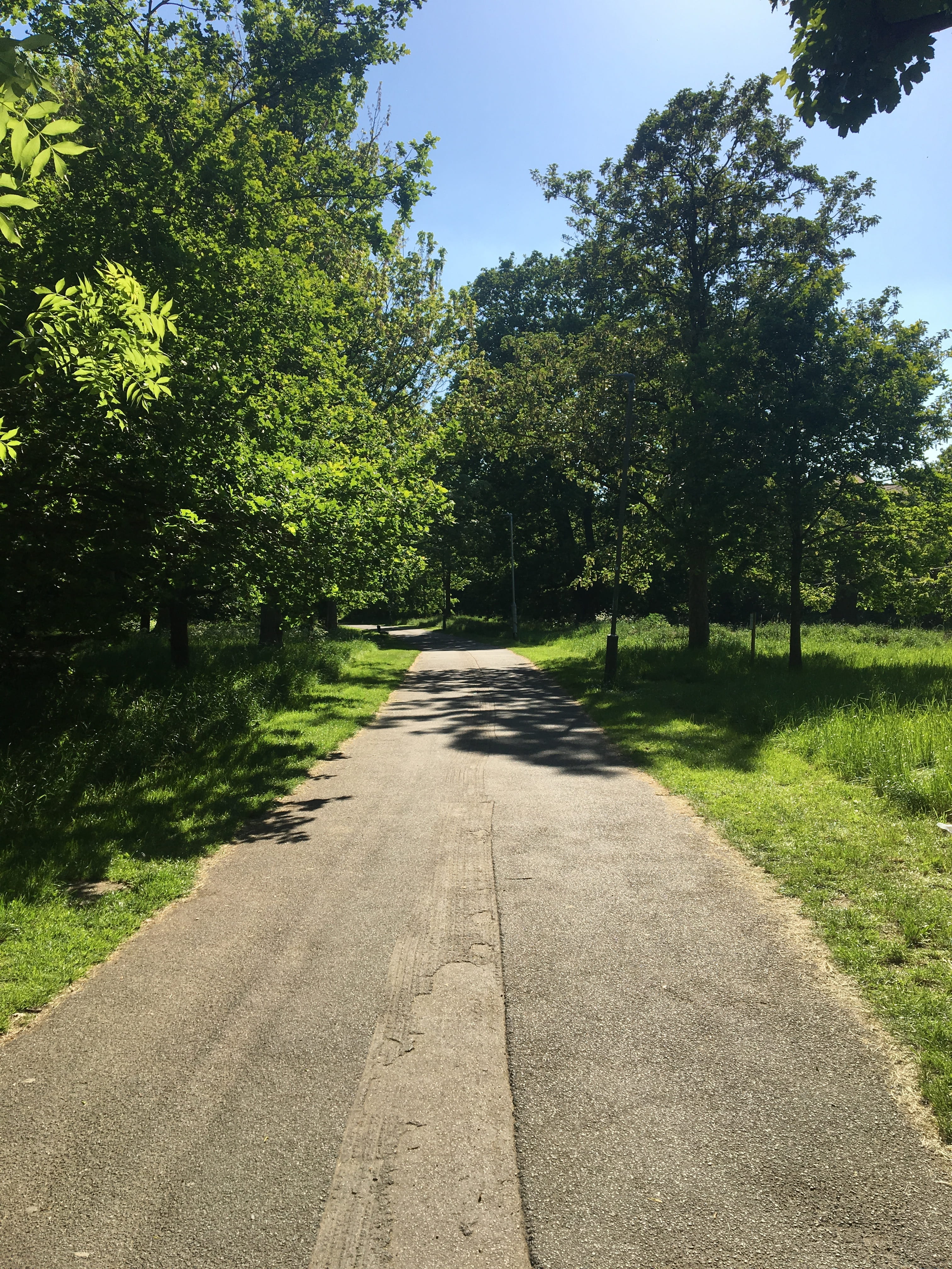 path, sky, blue, landscape, nature, tree, plant, direction