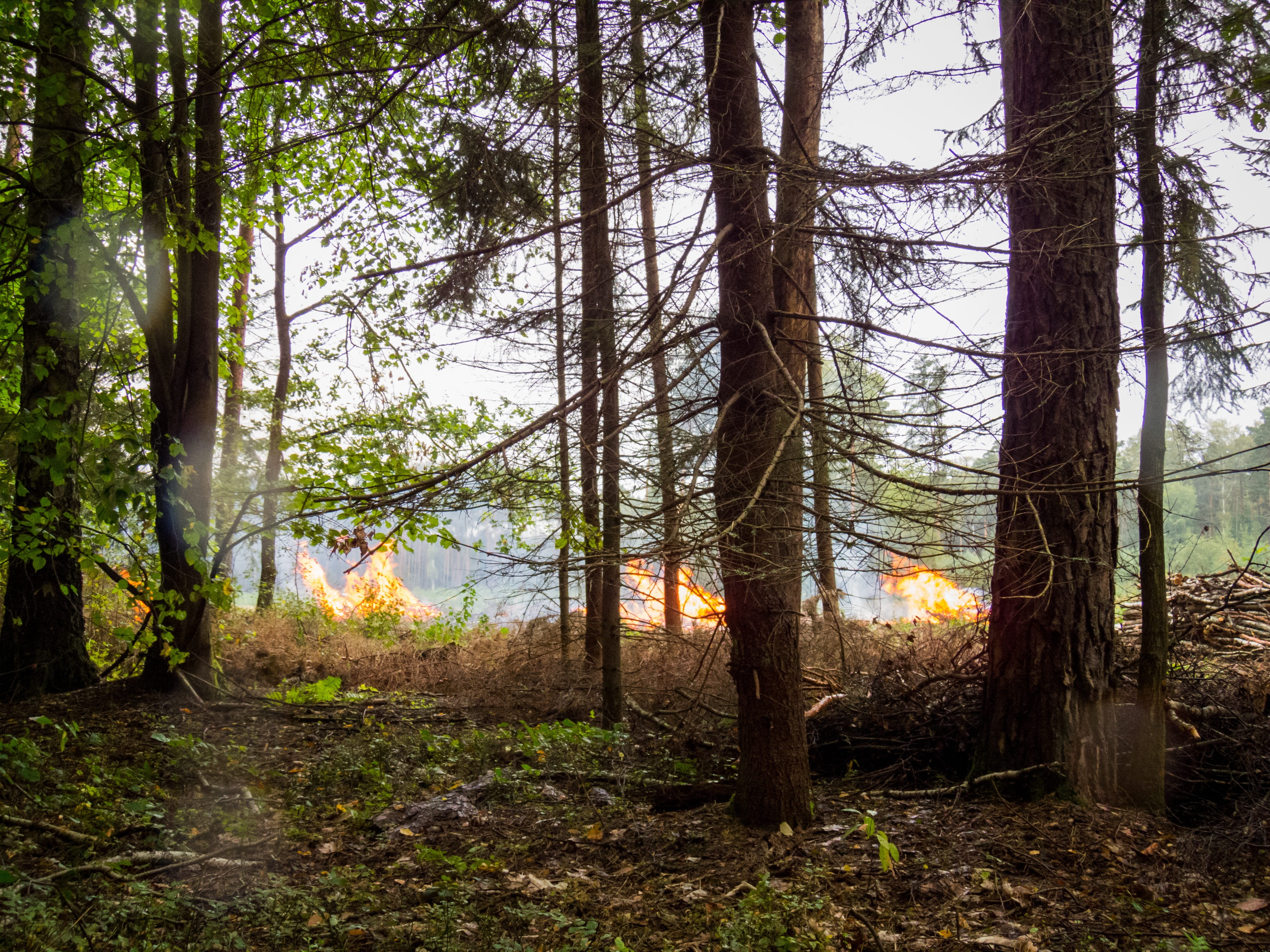 forest fire, flames, tree, branches, event, smoke, threat, nature