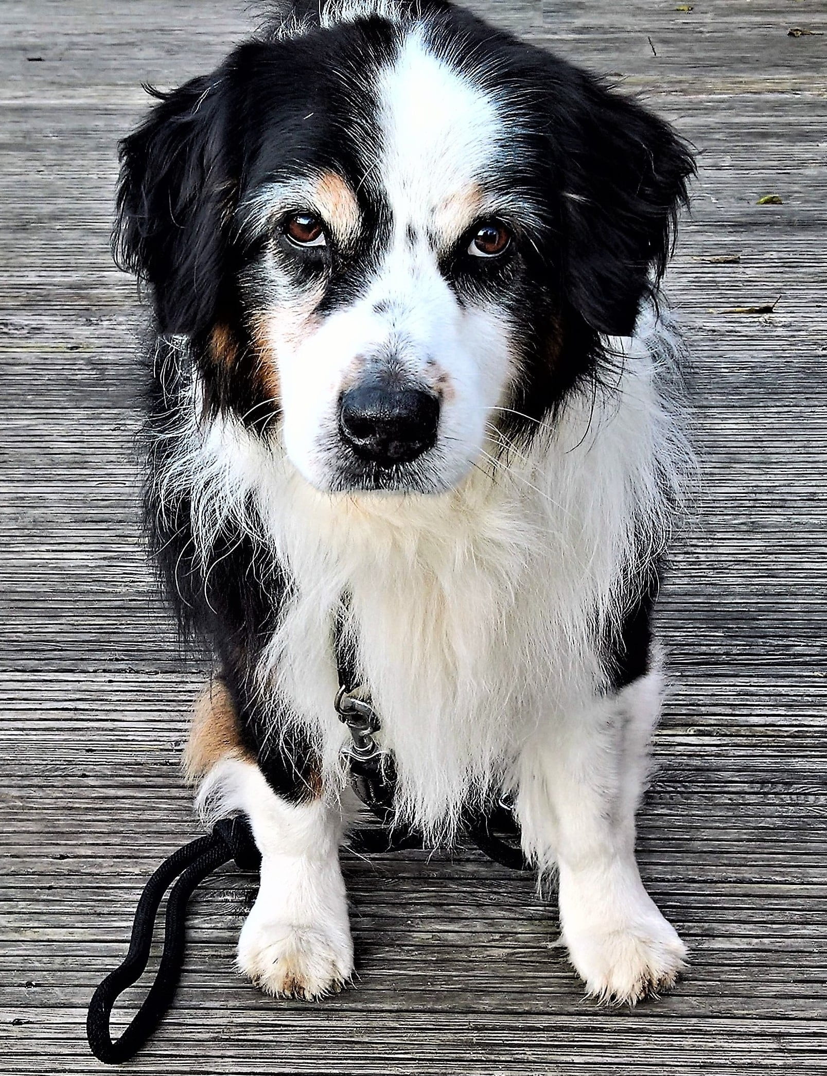 white and black border collie puppy, dog, pet, australia shepard