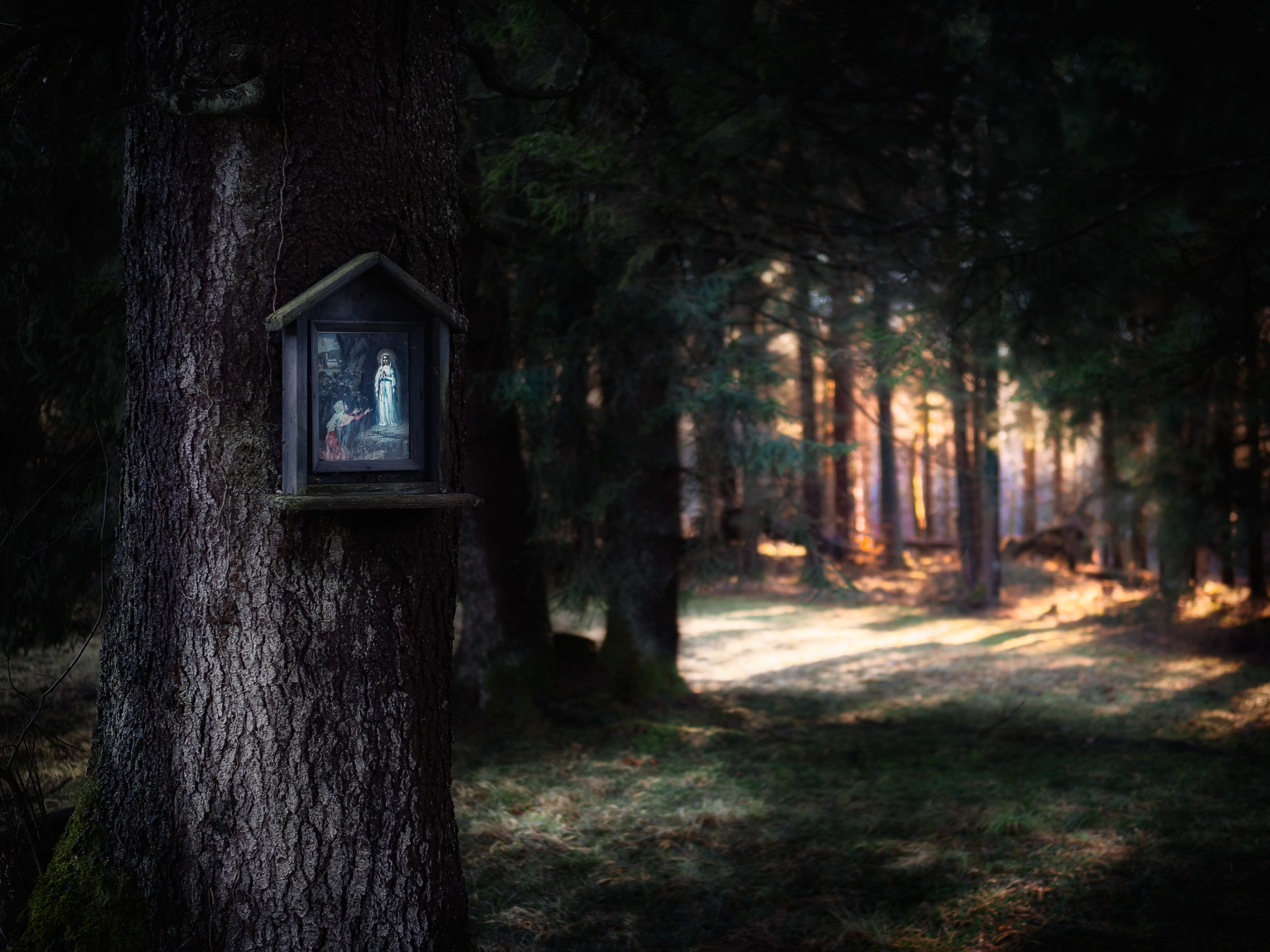 brown wooden nestbox on tree, photography of trees with wall decor