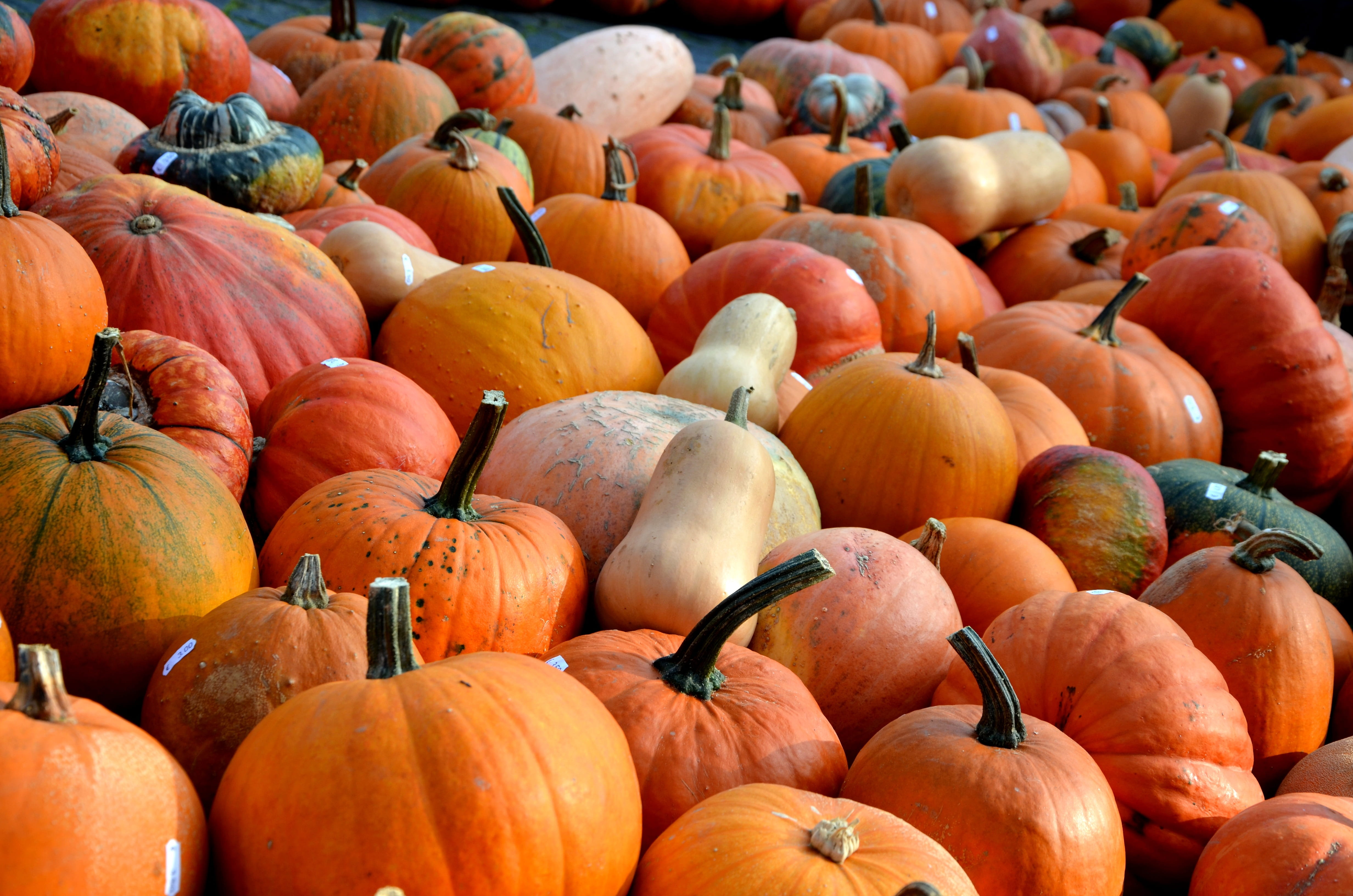 Free download | HD wallpaper: pile of pumpkins, Fruit, Vegetables ...