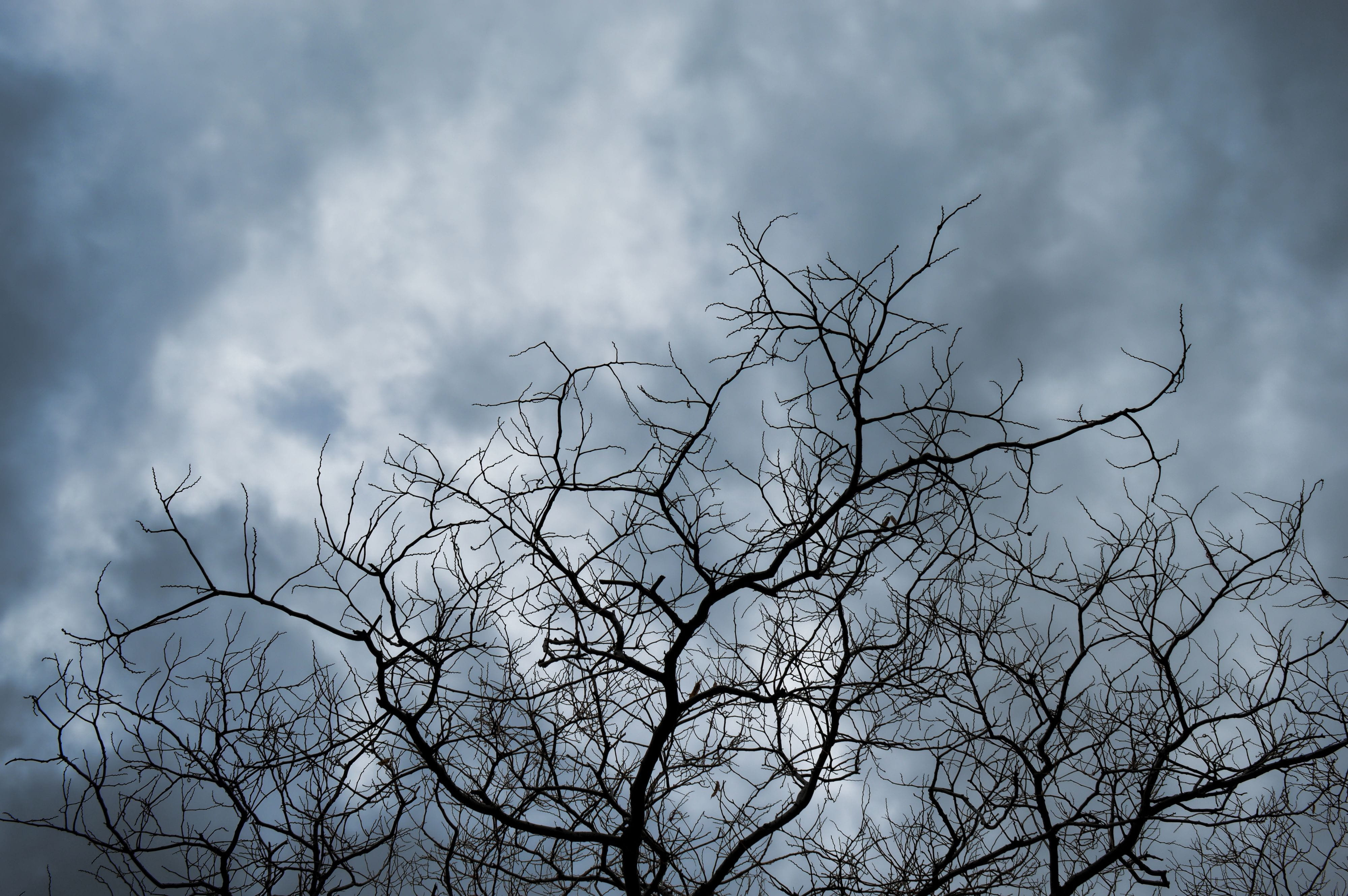 tree, heaven, blue, cloudy weather, cloud - sky, bare tree