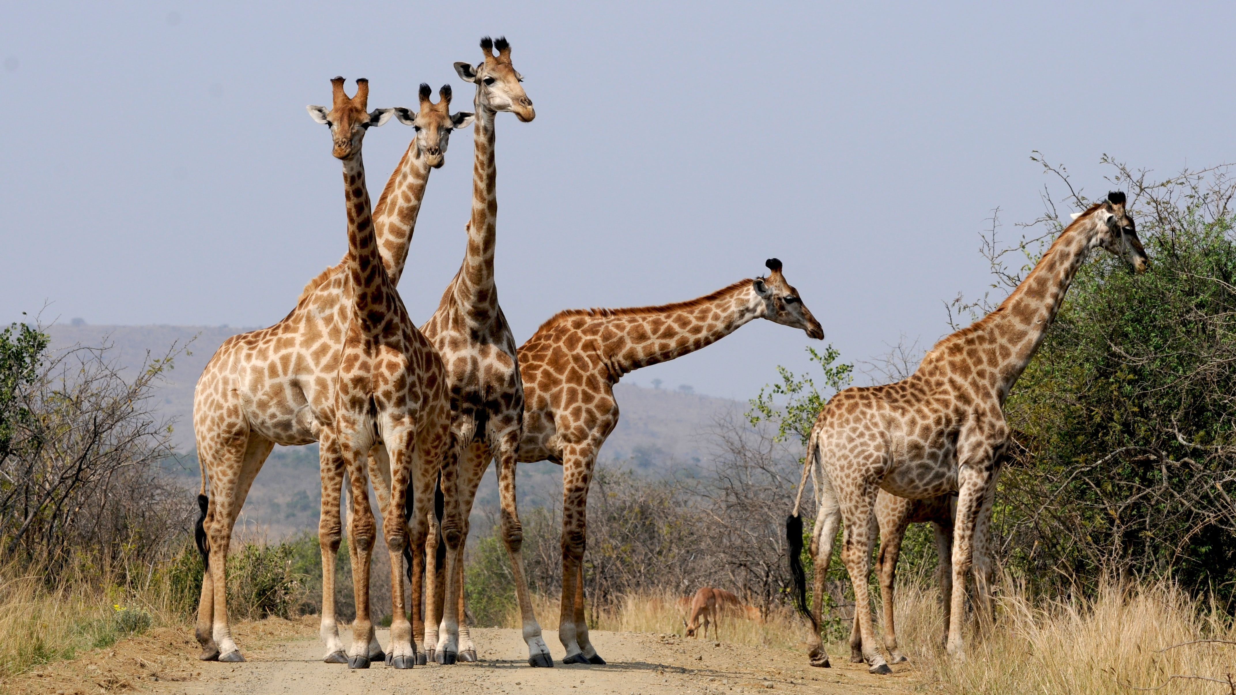 five giraffes standing near green leaves plant during daytime