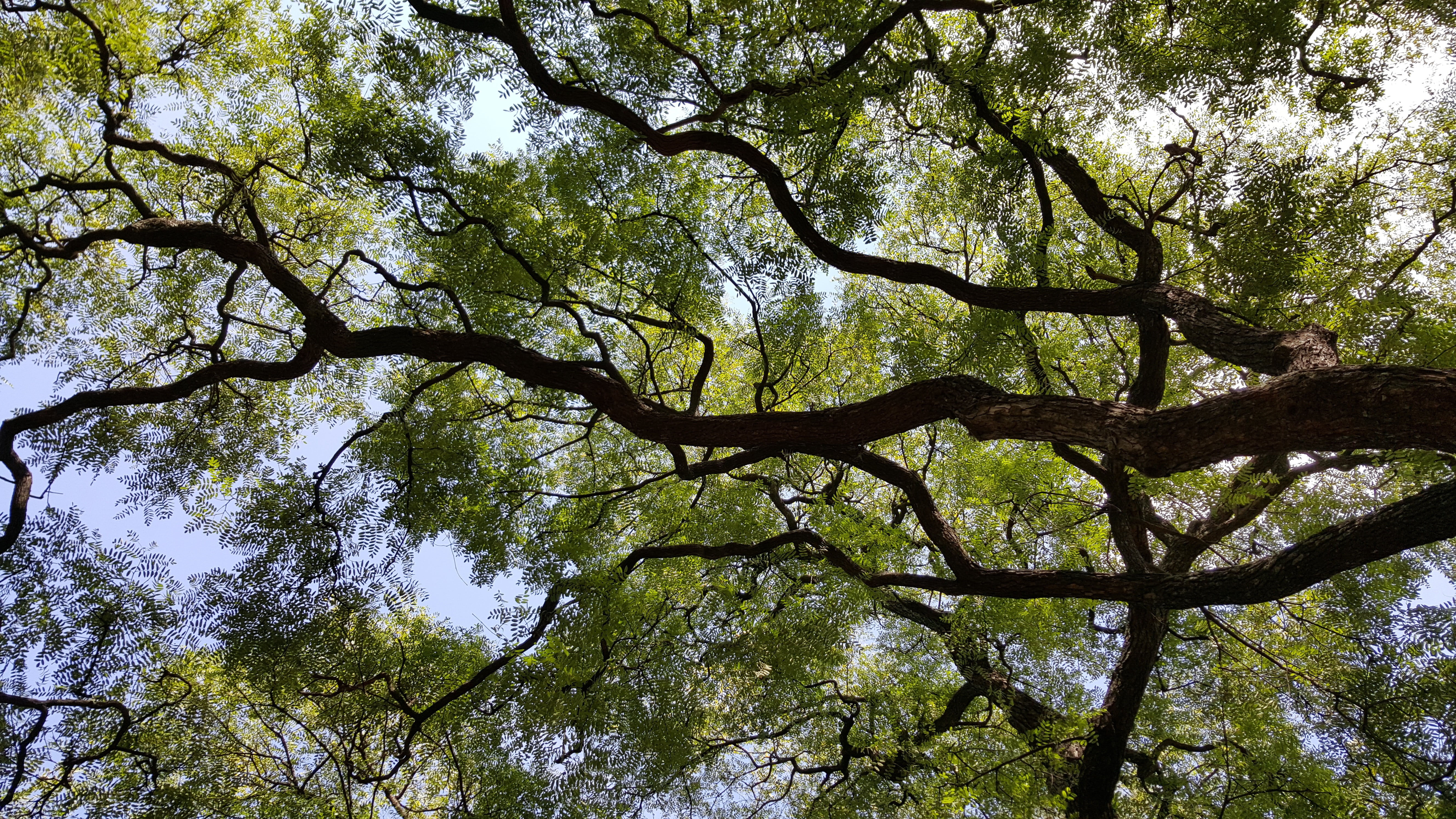 tree, nature, trees, sky, plants, branches, leaves, low angle view