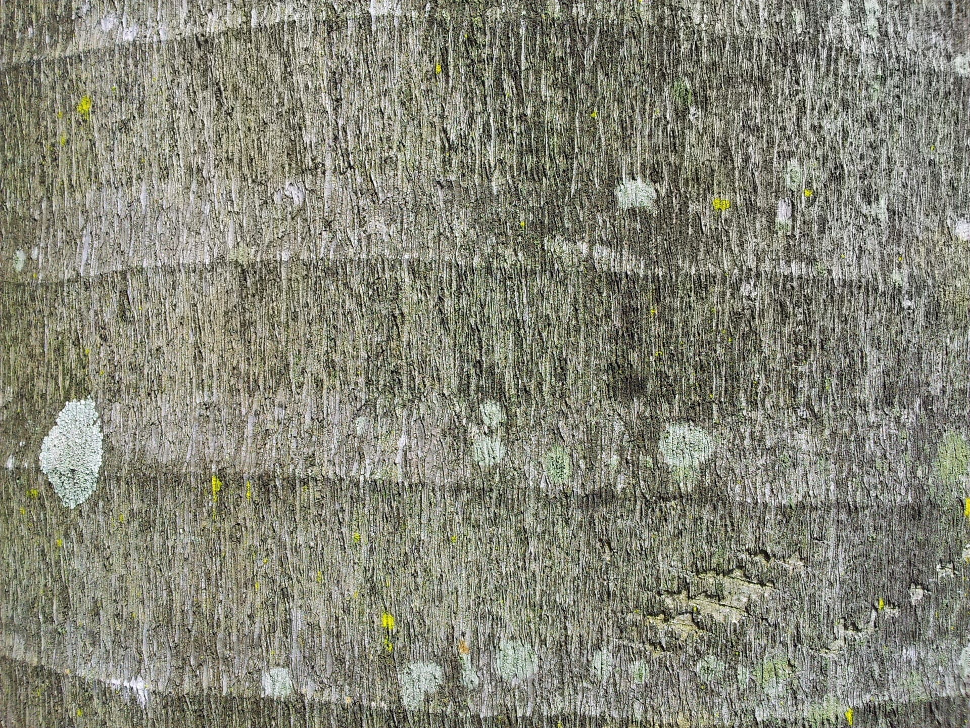 palm, tree, stem, close, view, texture, full frame, backgrounds