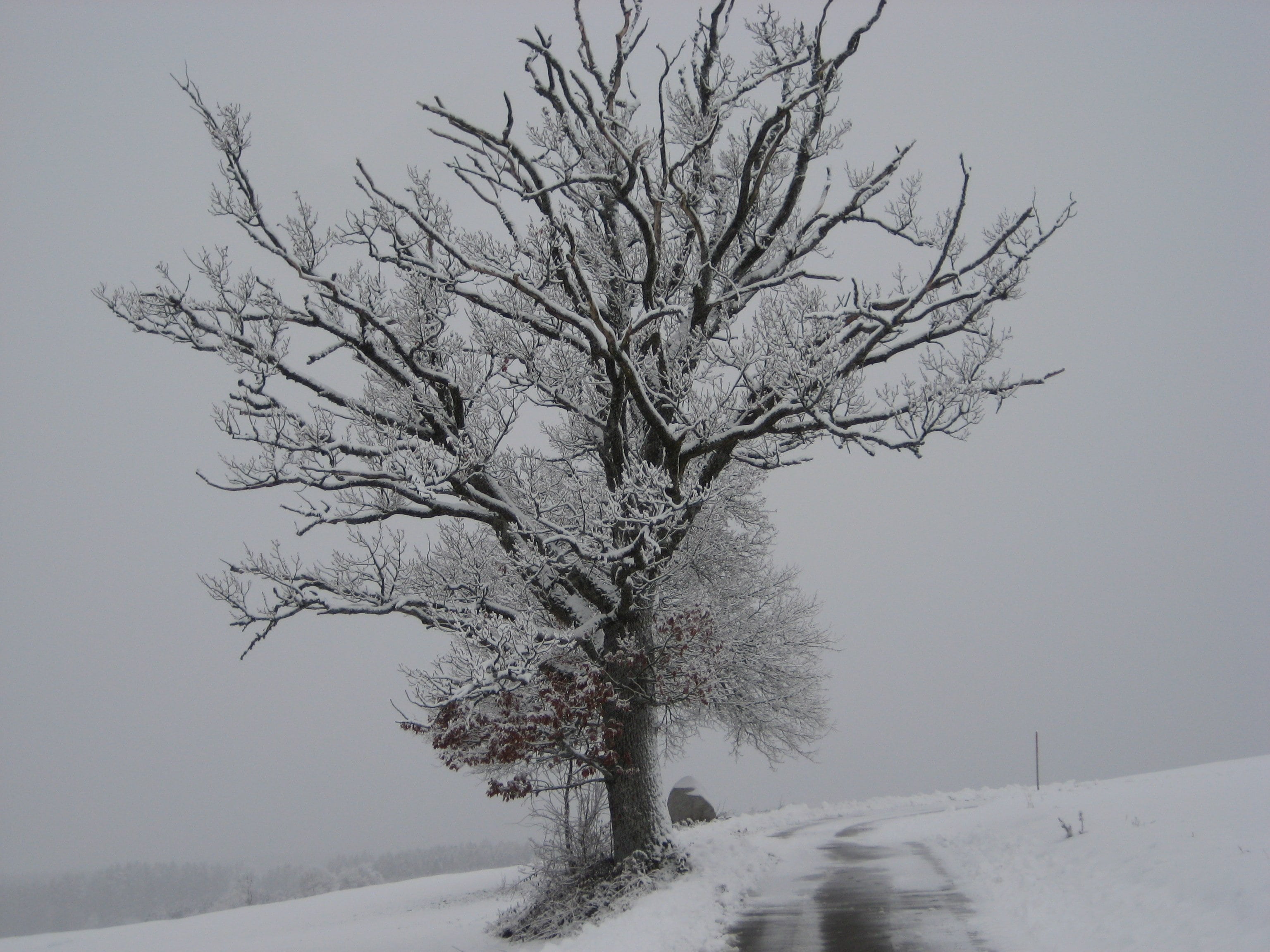 snow, wintry, tree, winter, nature, forest, cold - Temperature
